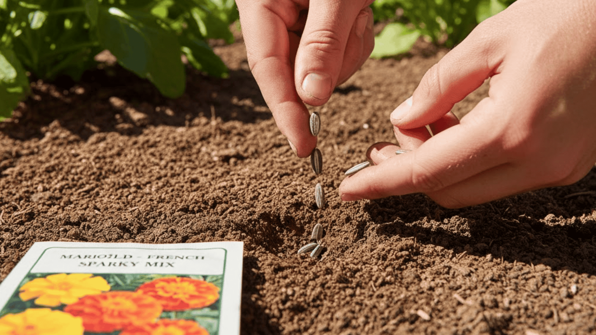 2 direct sowing outdoors