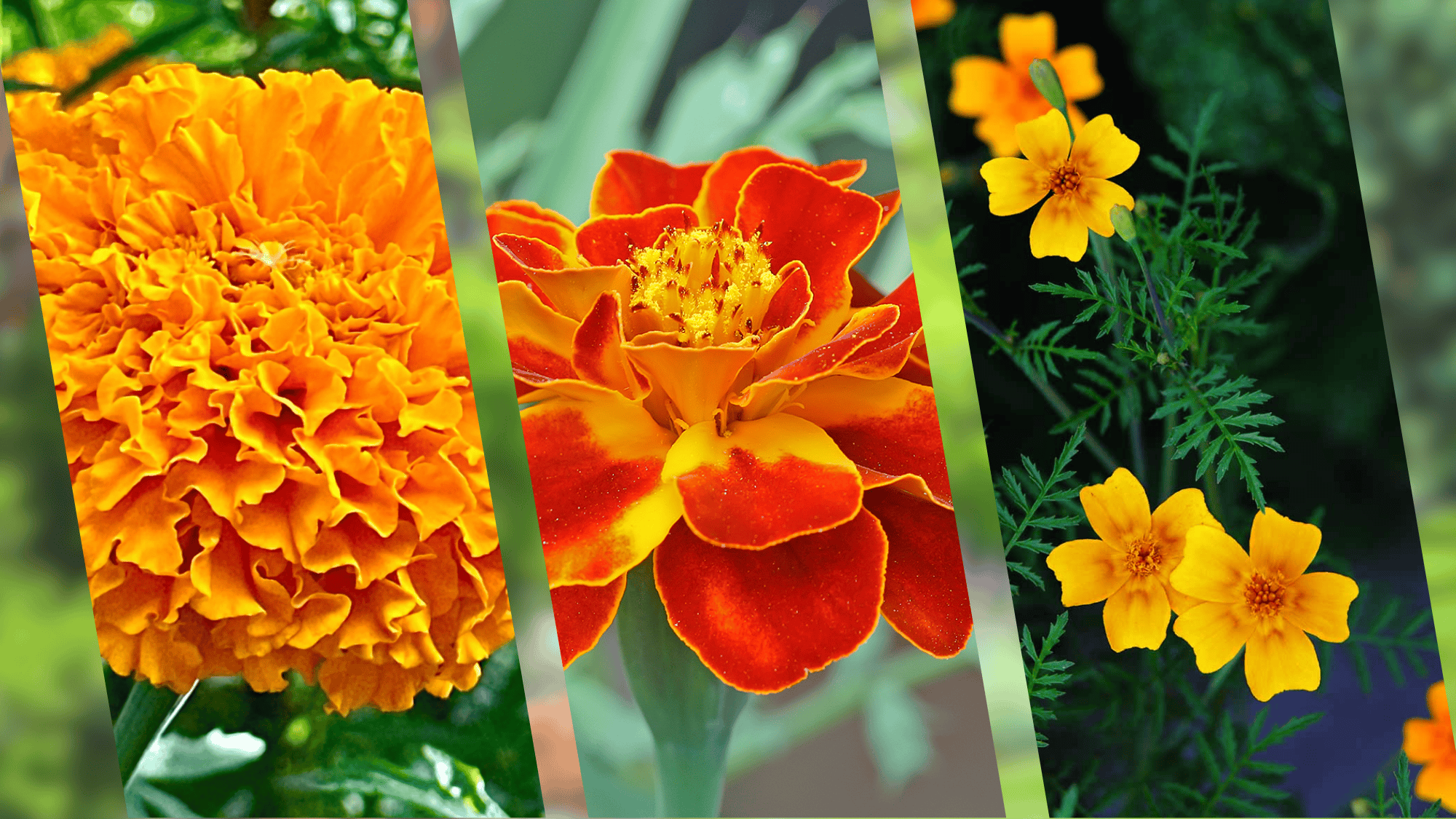 best marigold types for your garden