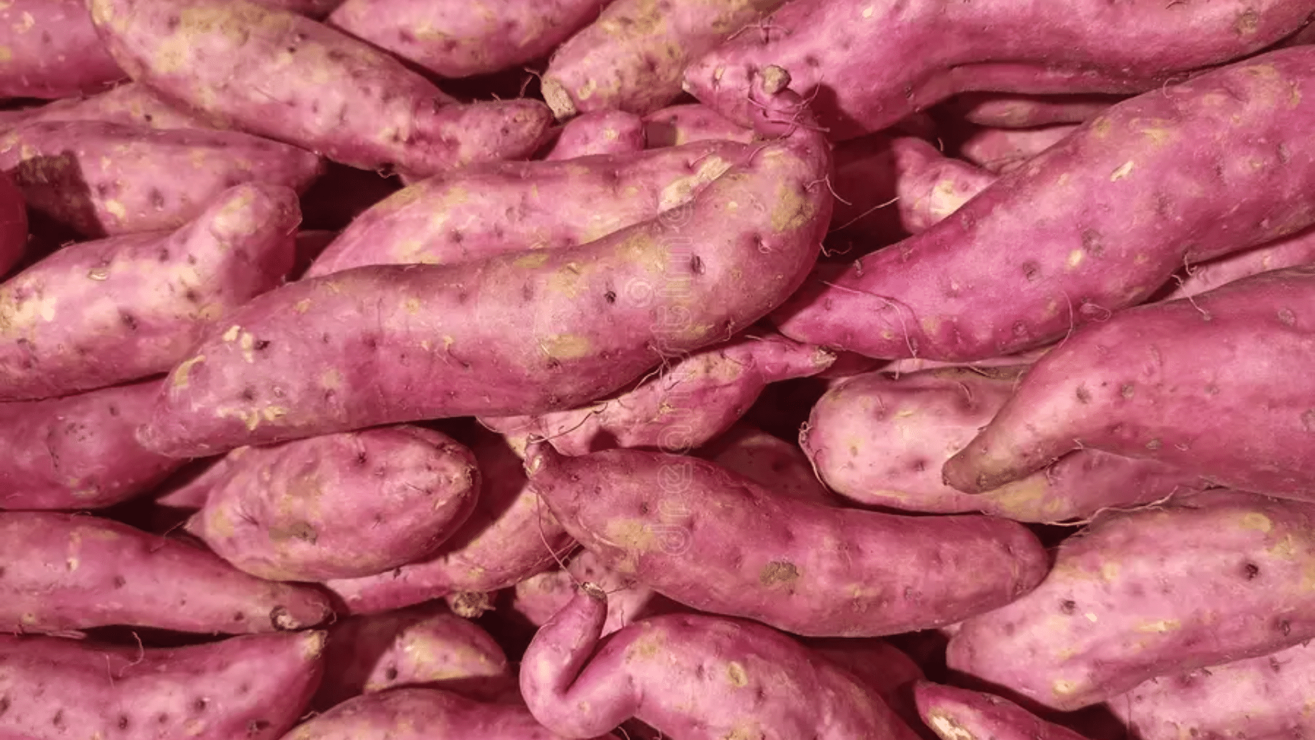 casava