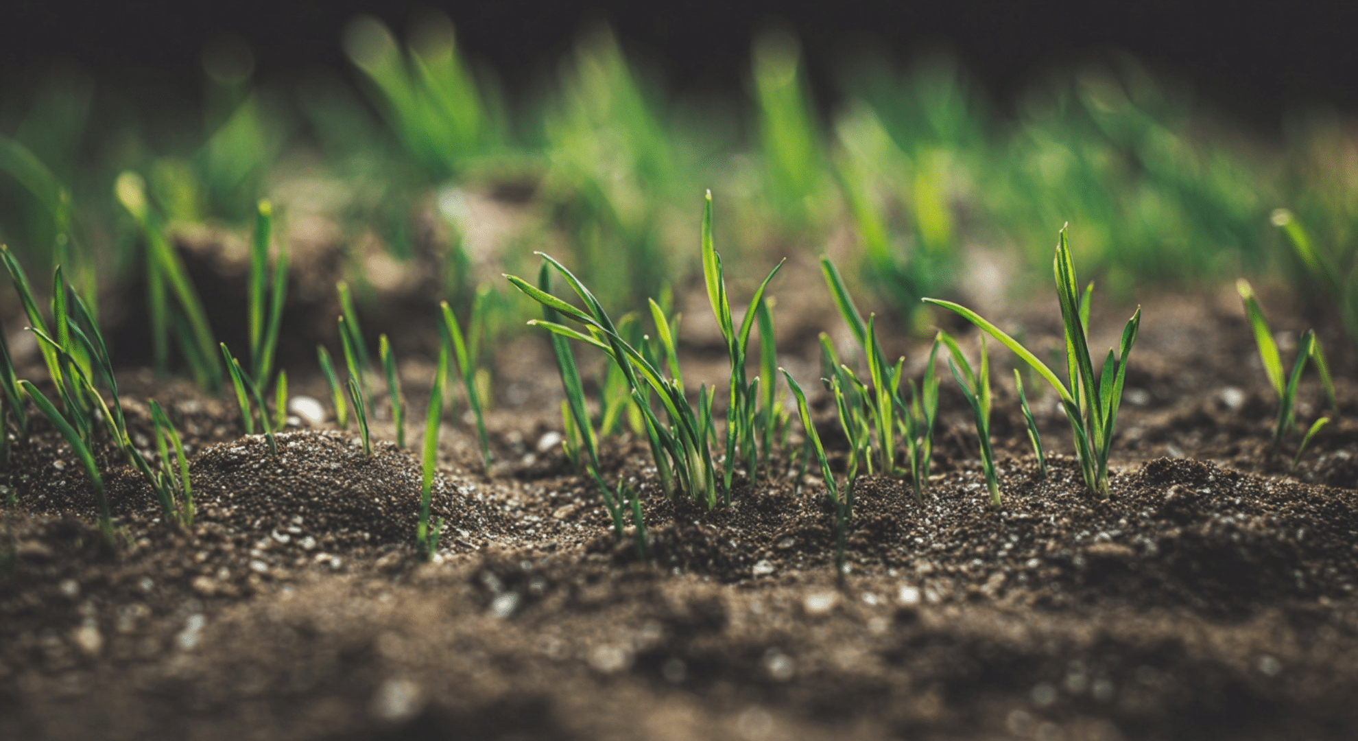 germination phase week 2-3