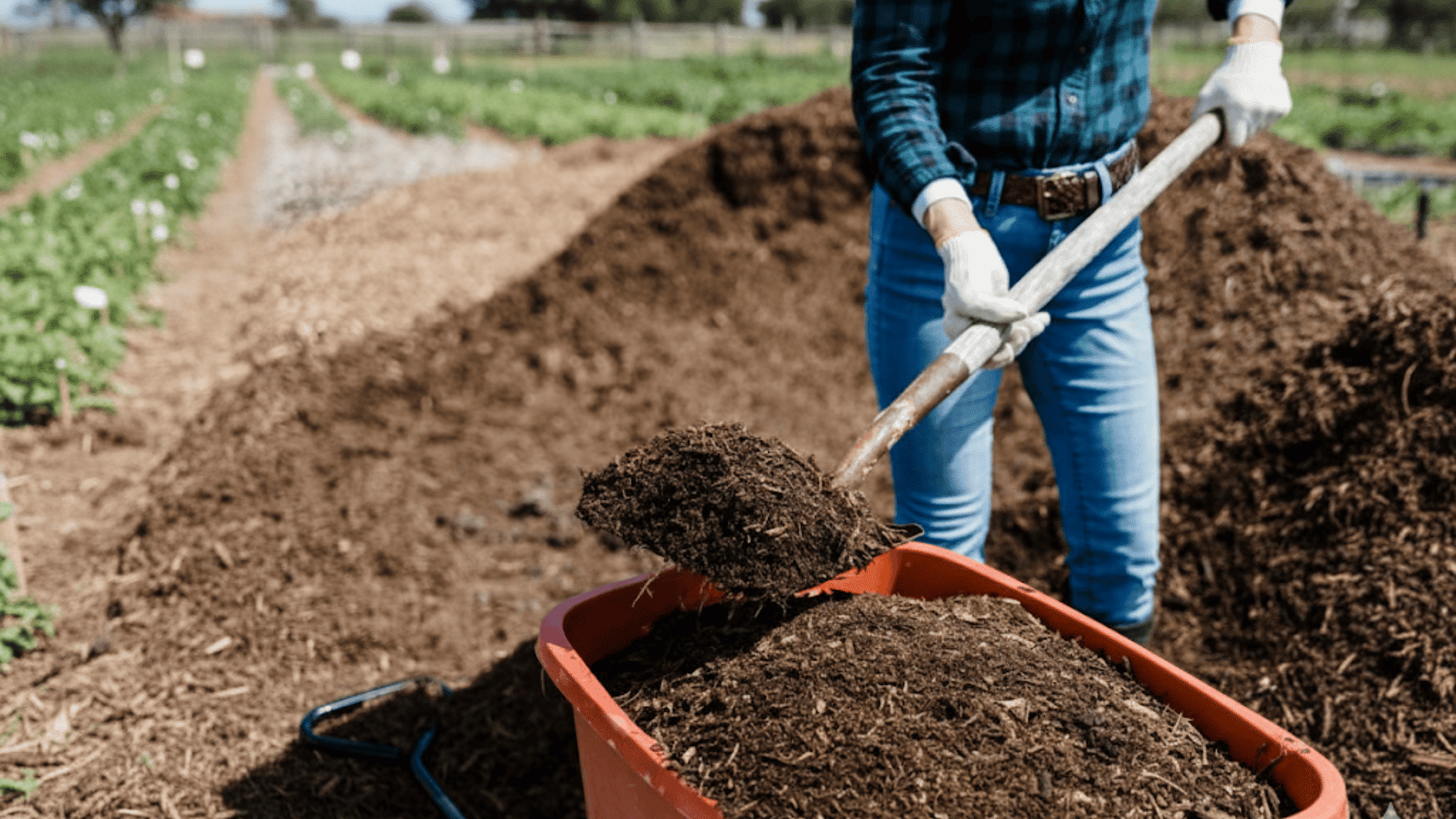 organic mulch