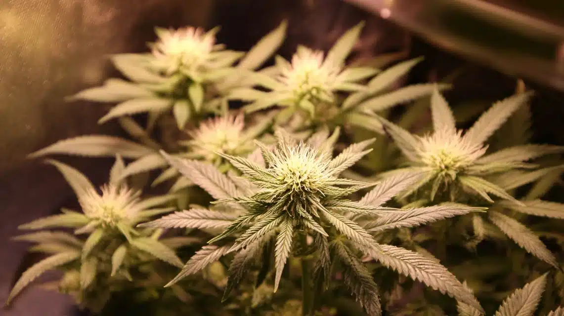 pre flower
