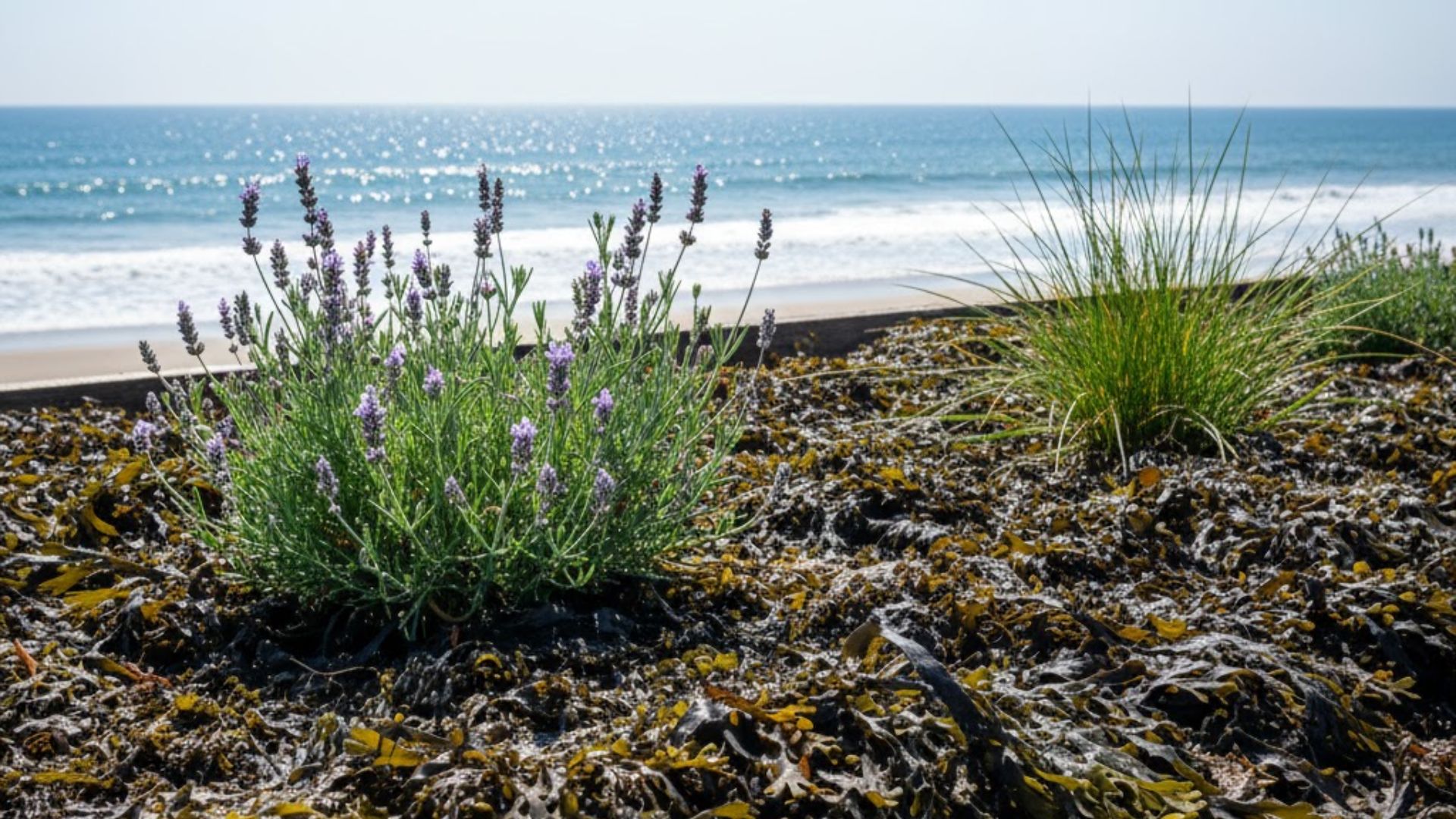 seaweed