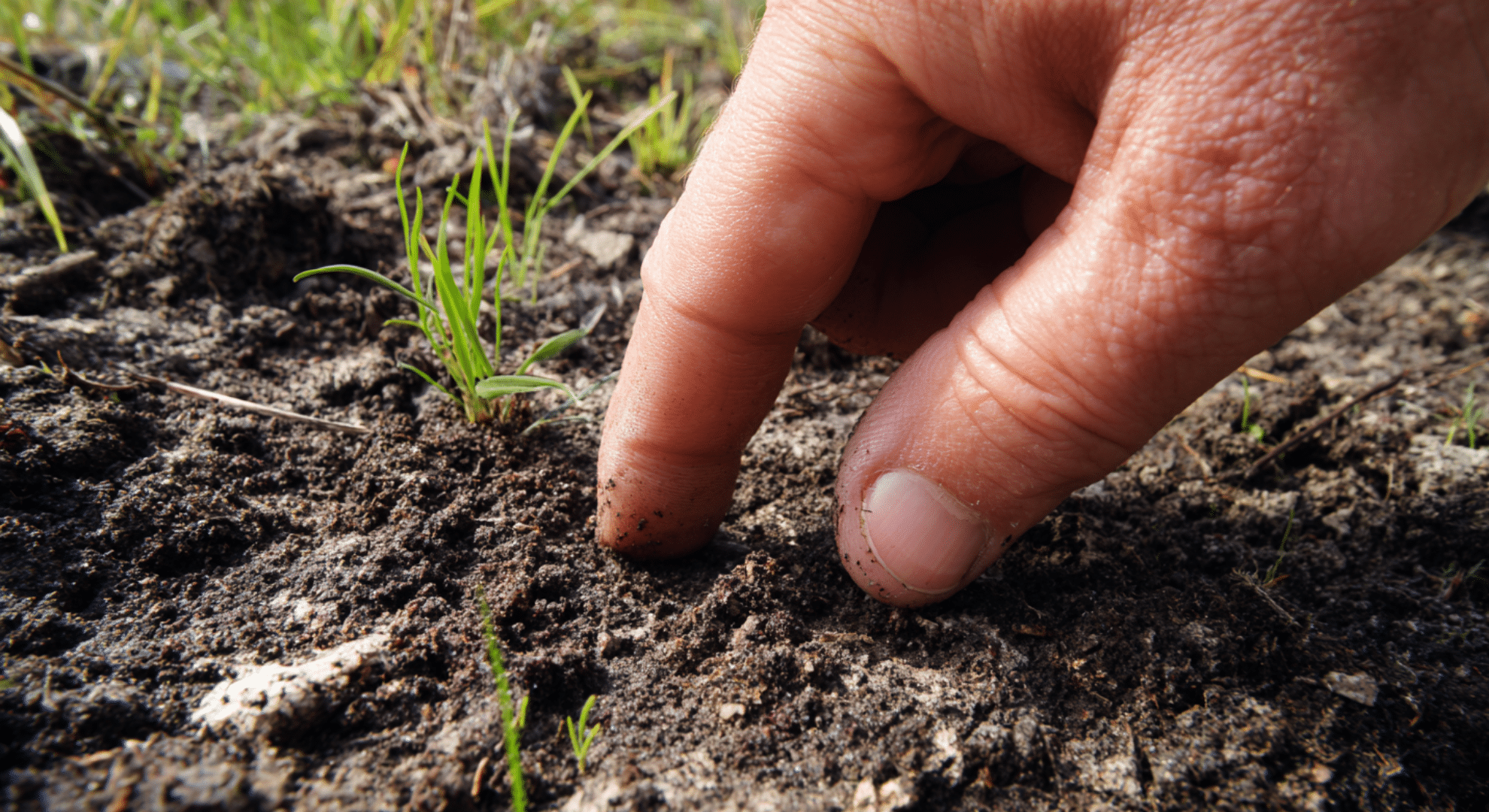 signs you re watering too much or too little