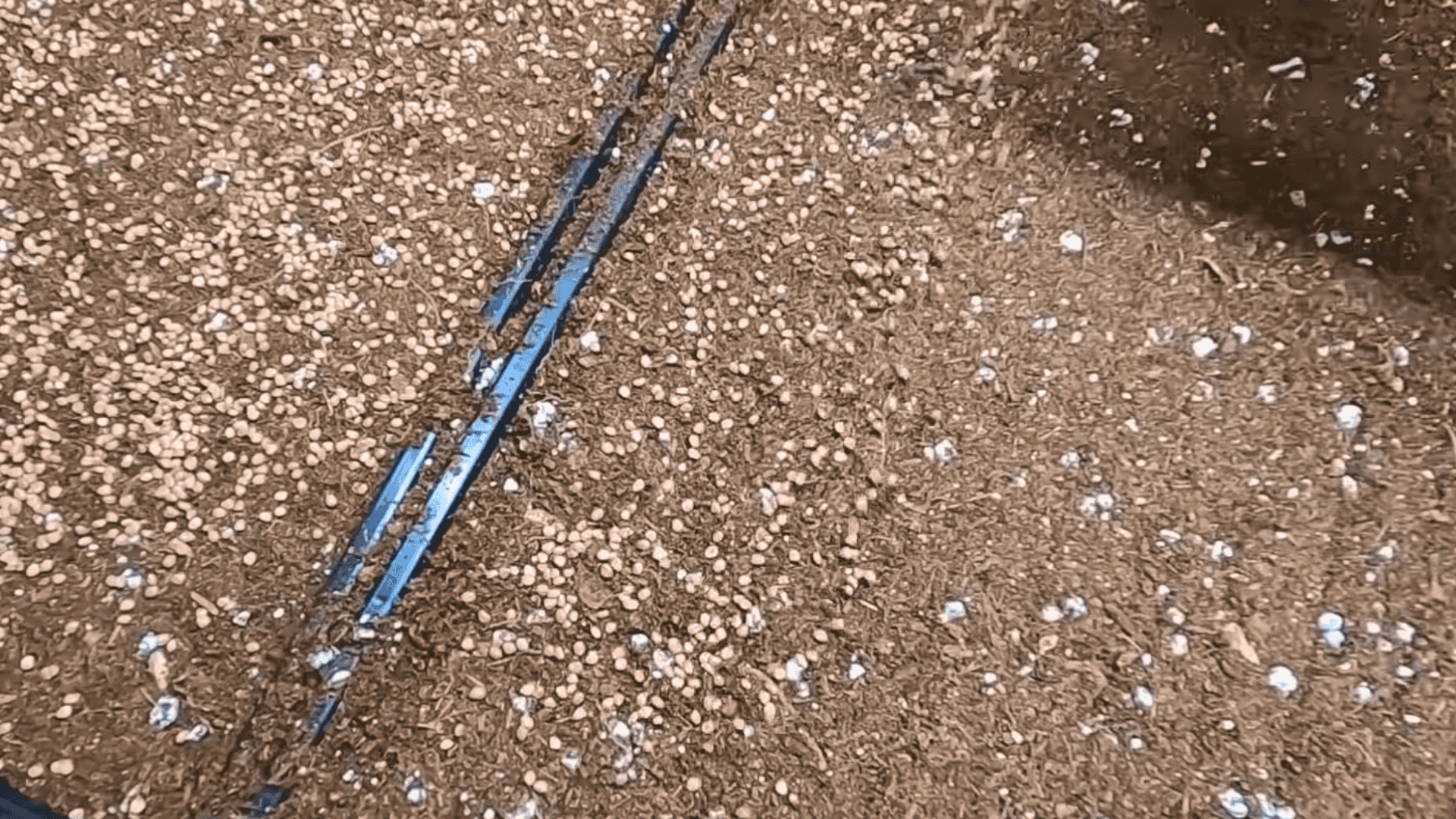 sow seeds water properly