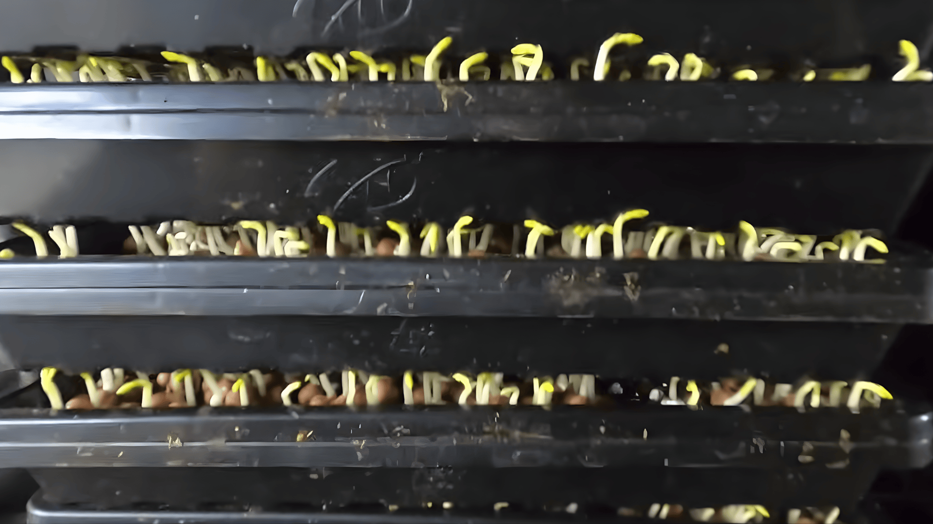stack for germination