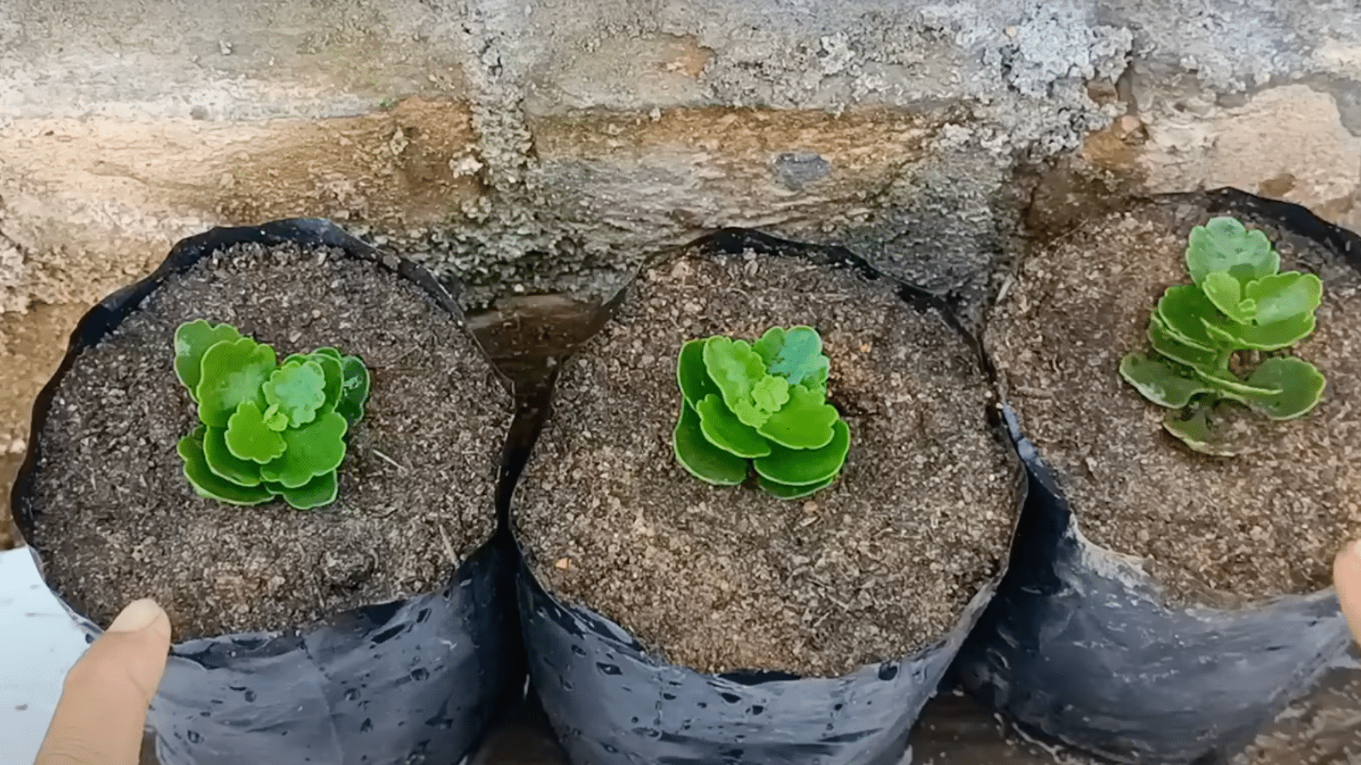 check root growth