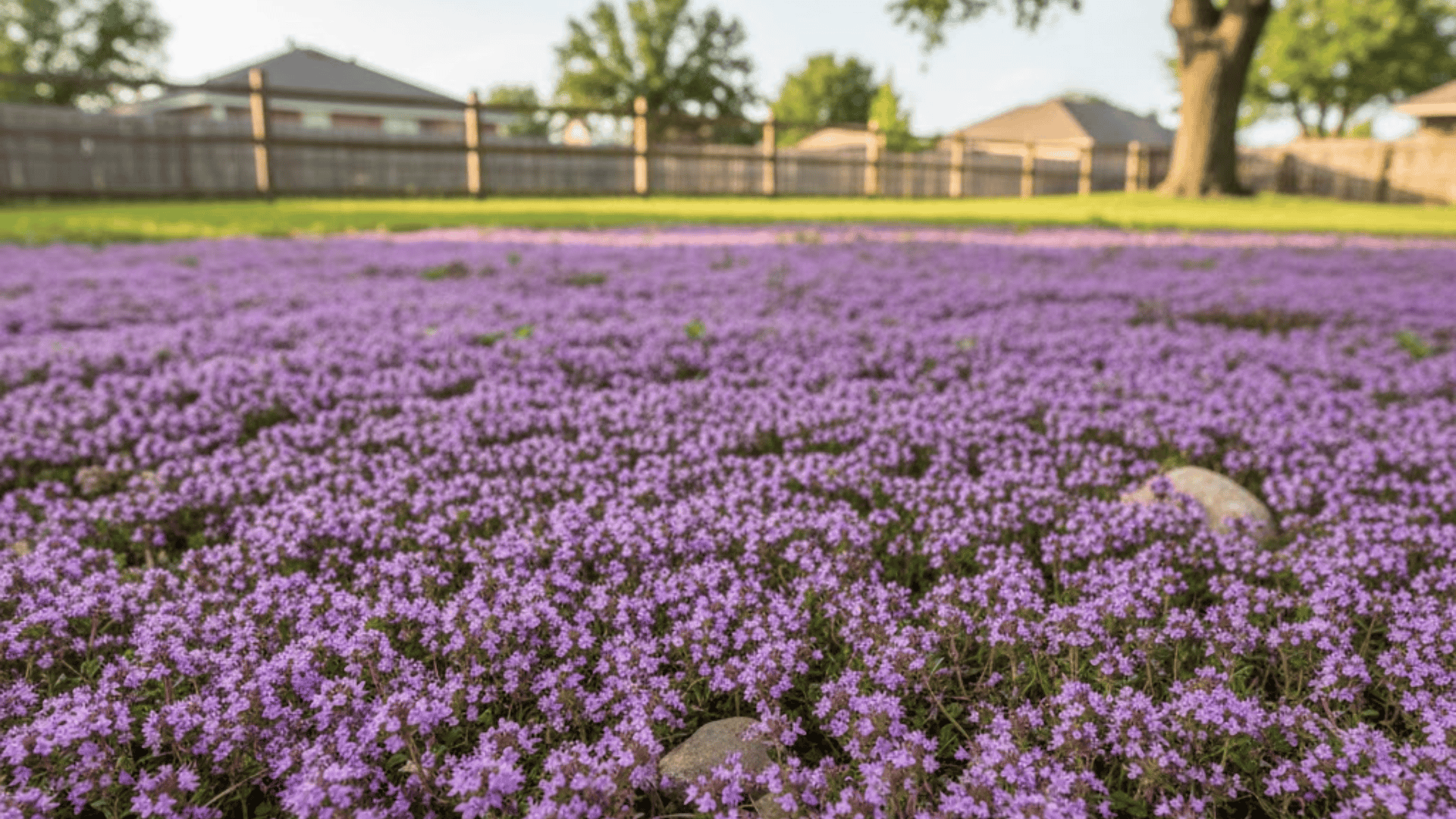 creeping thyme