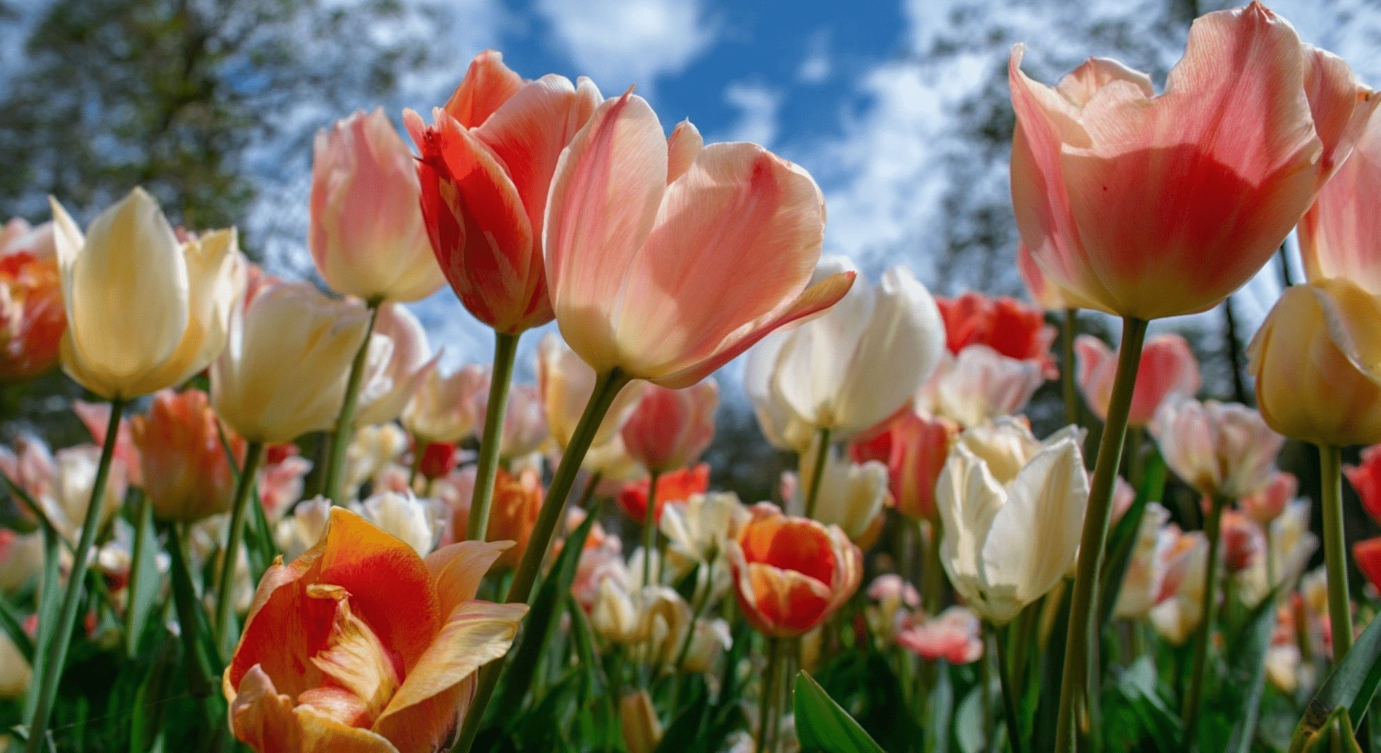 How Long Do Tulip Blooms Last in the Garden
