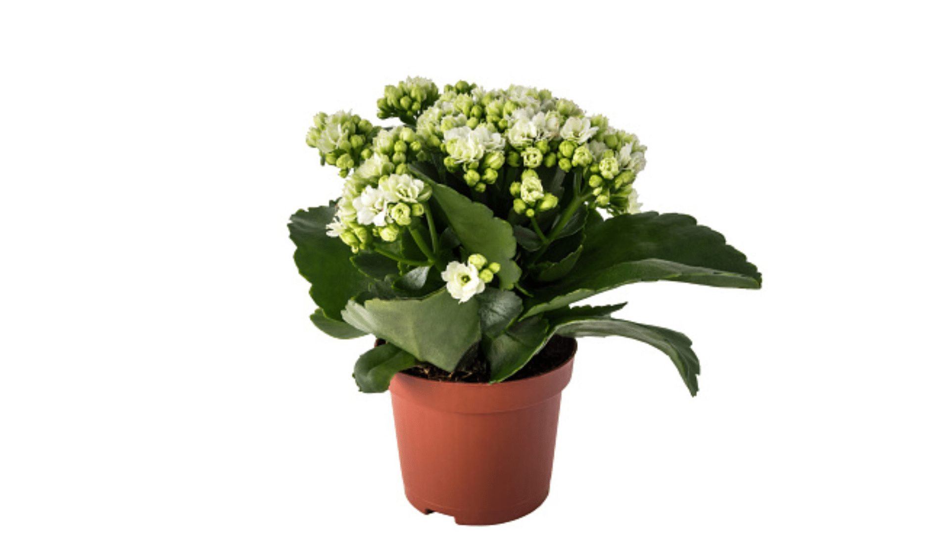 how to repot