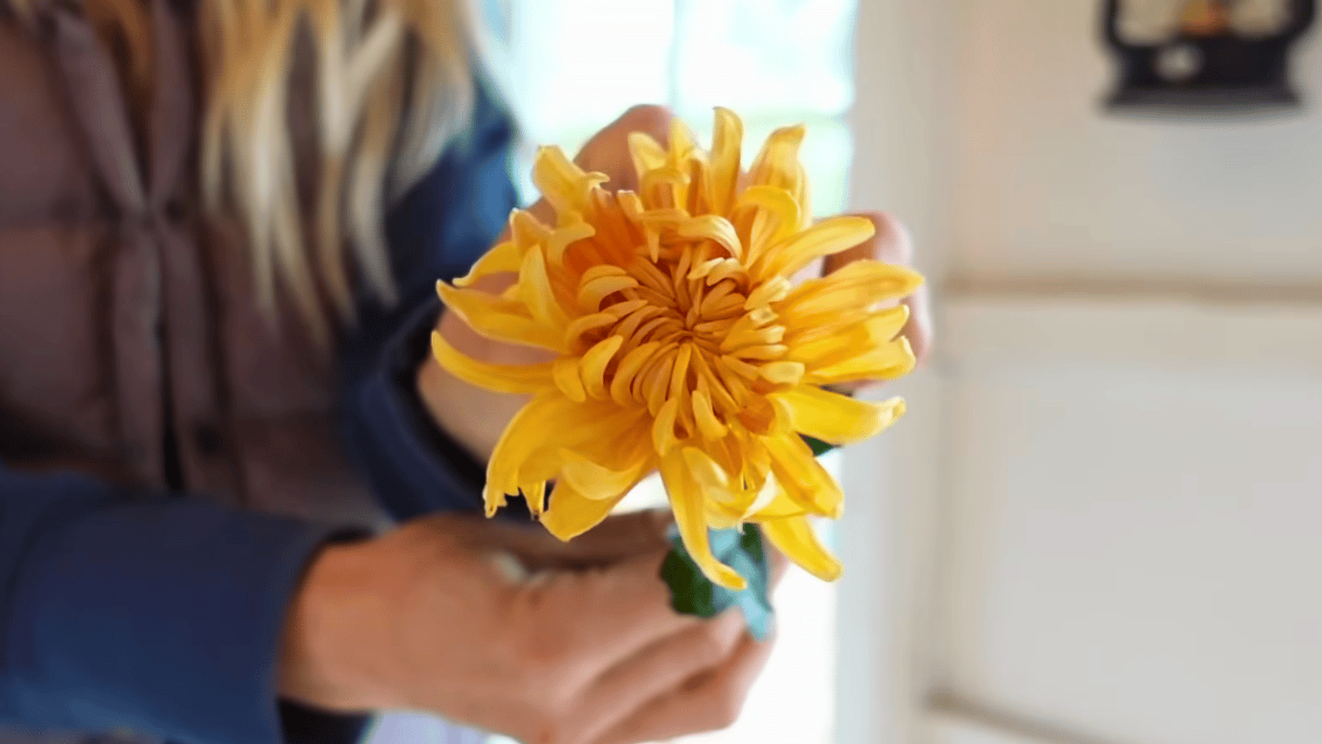 pick easy direct sown flowers