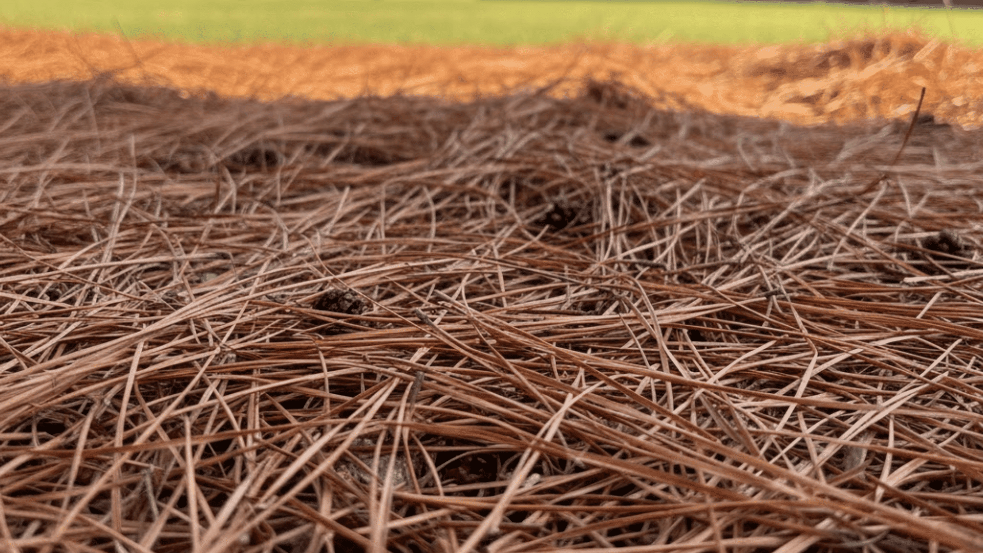pine needles