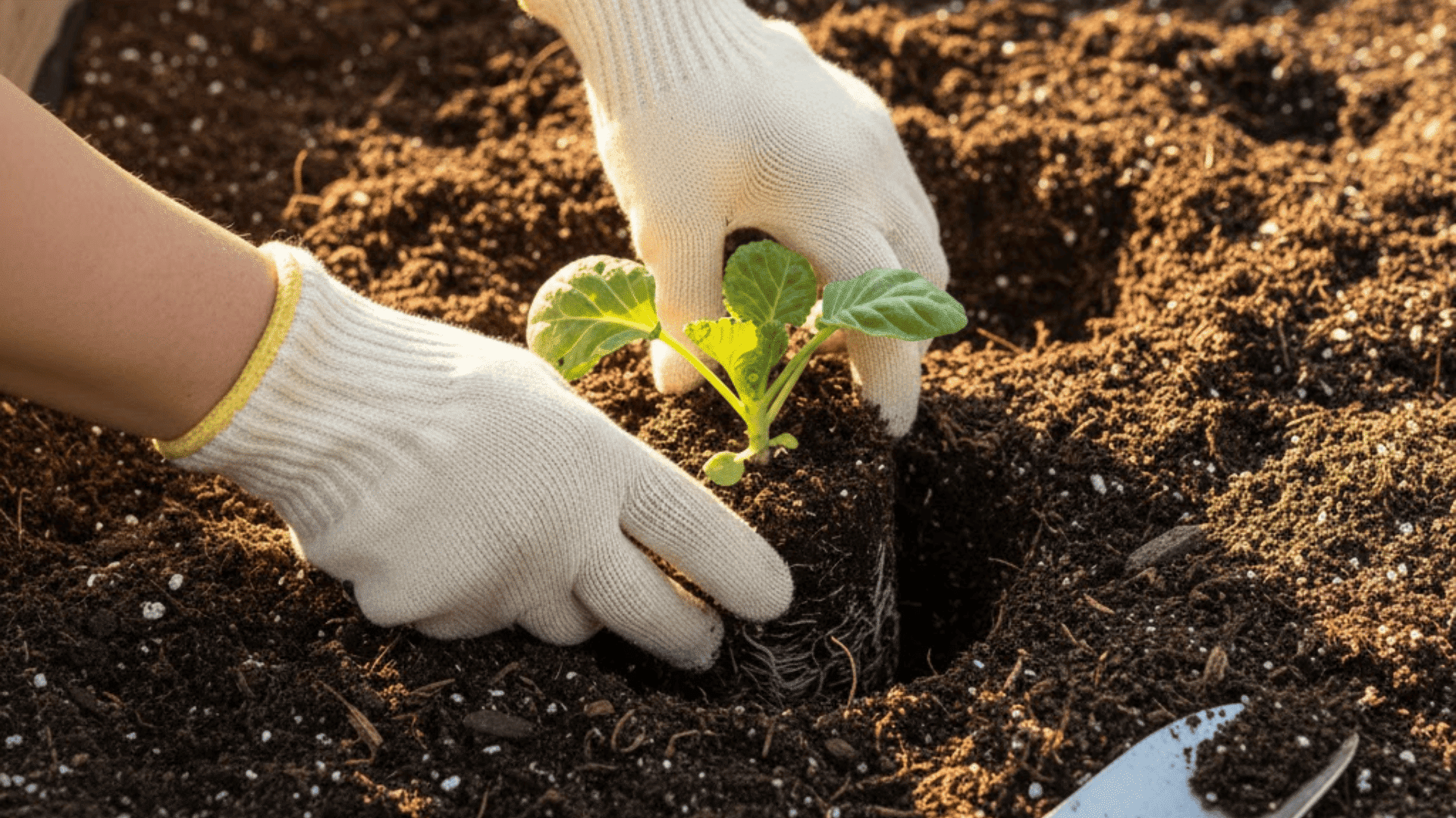 plant at the right depth growing brussel sprouts