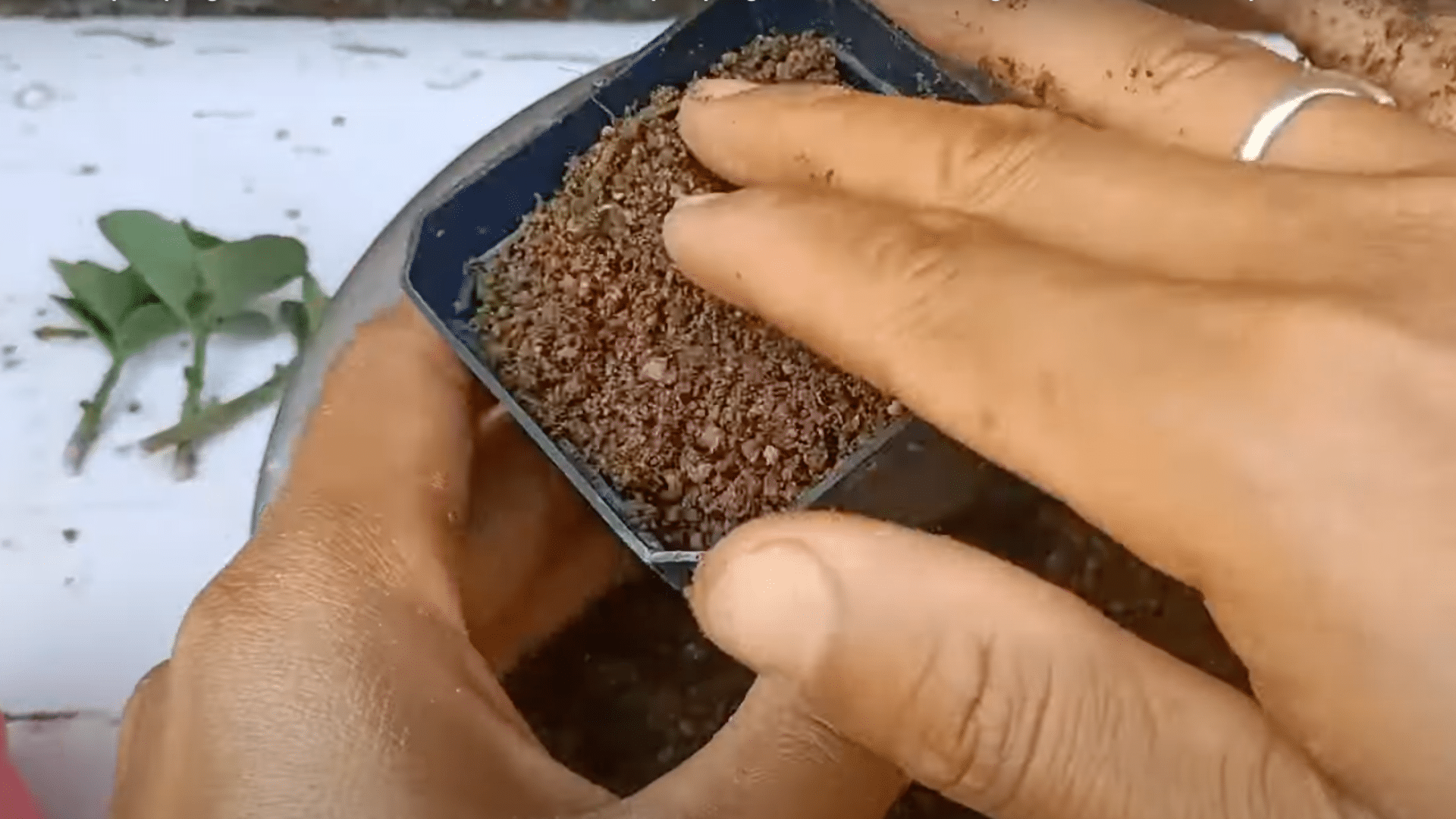 plant cuttings