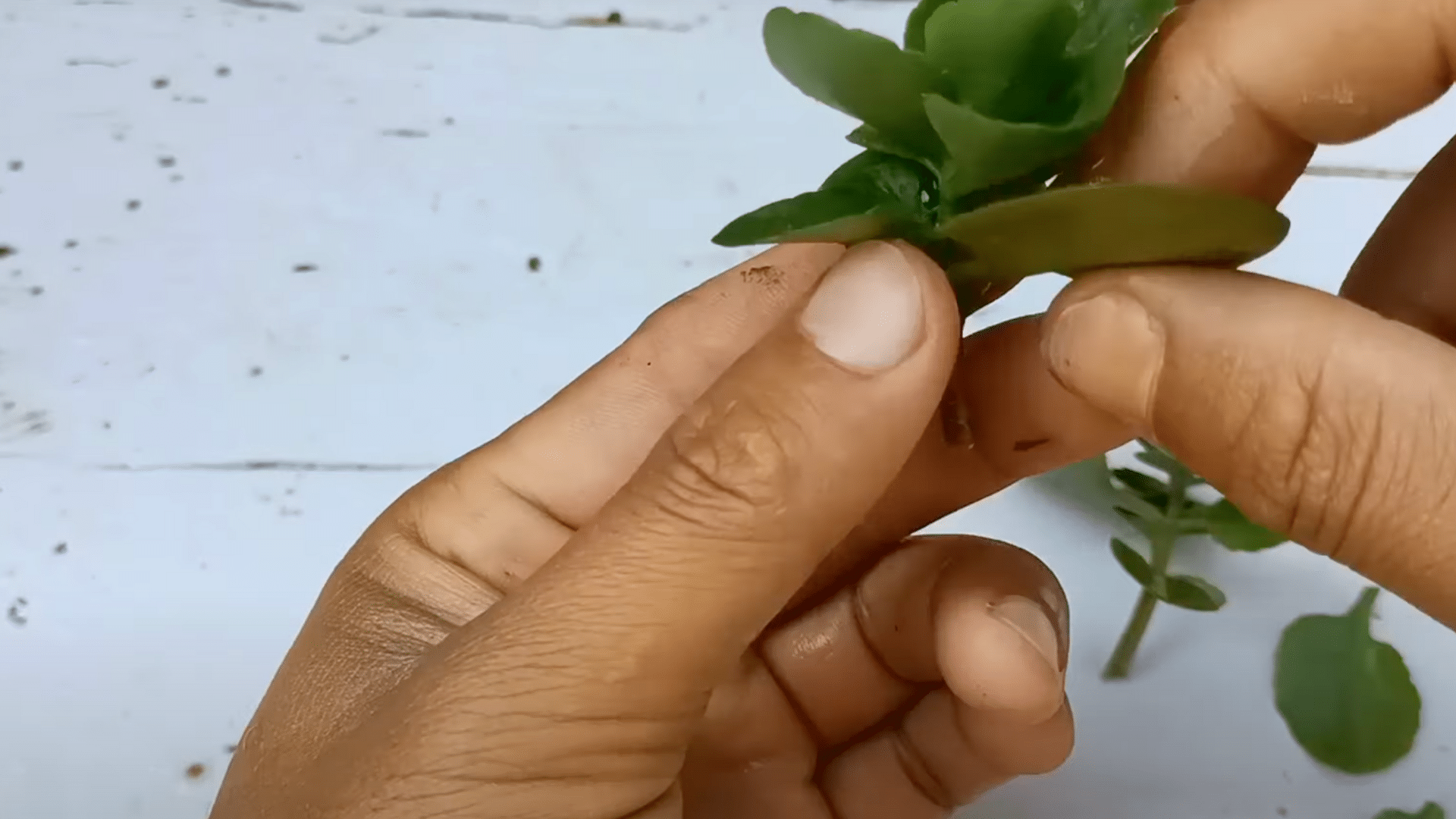 prepare cutting