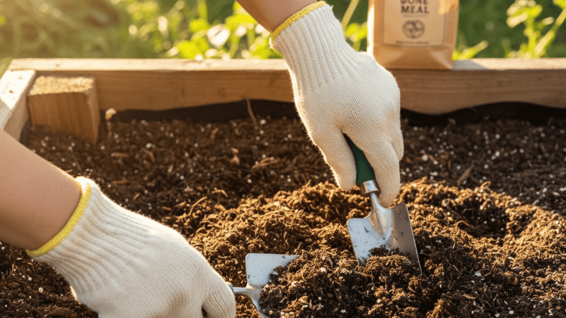 prepare the soil growing brussel sprouts