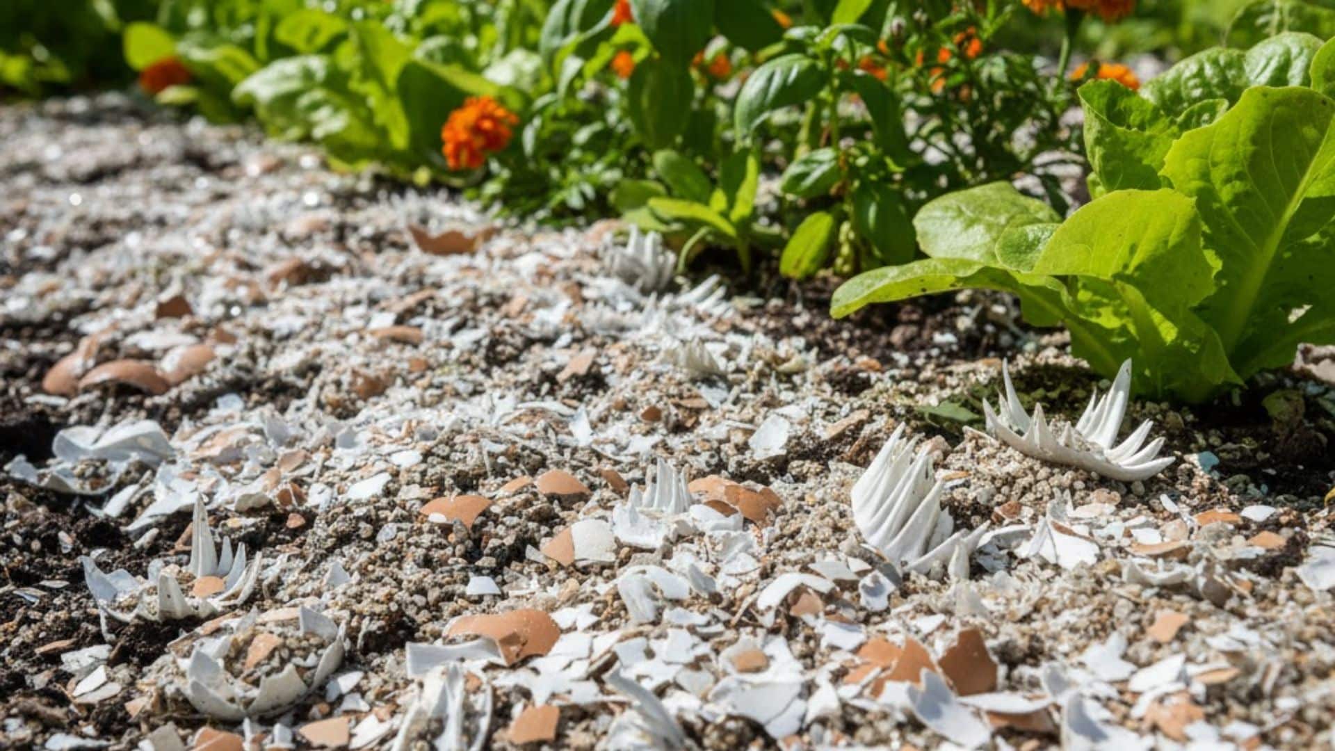 using coarse sand or crushed eggshells