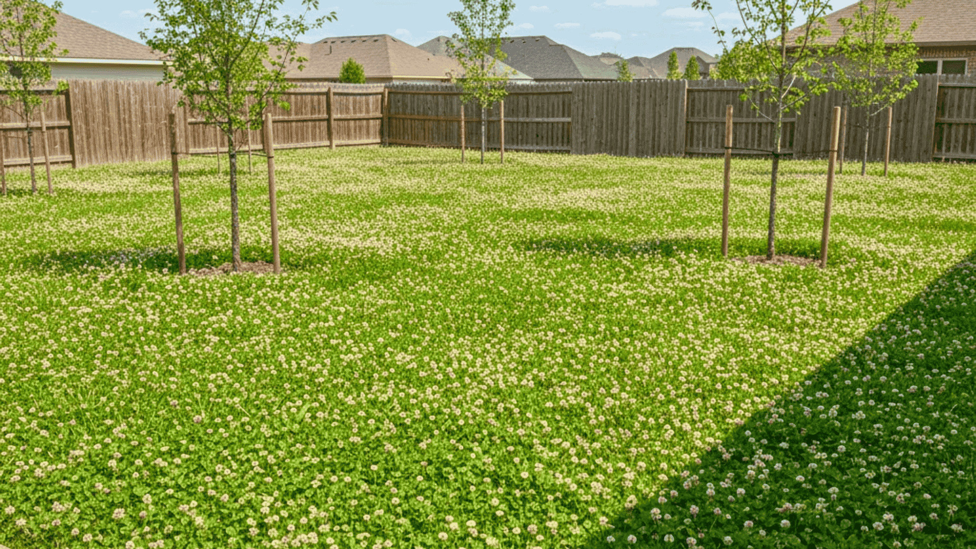 white clover