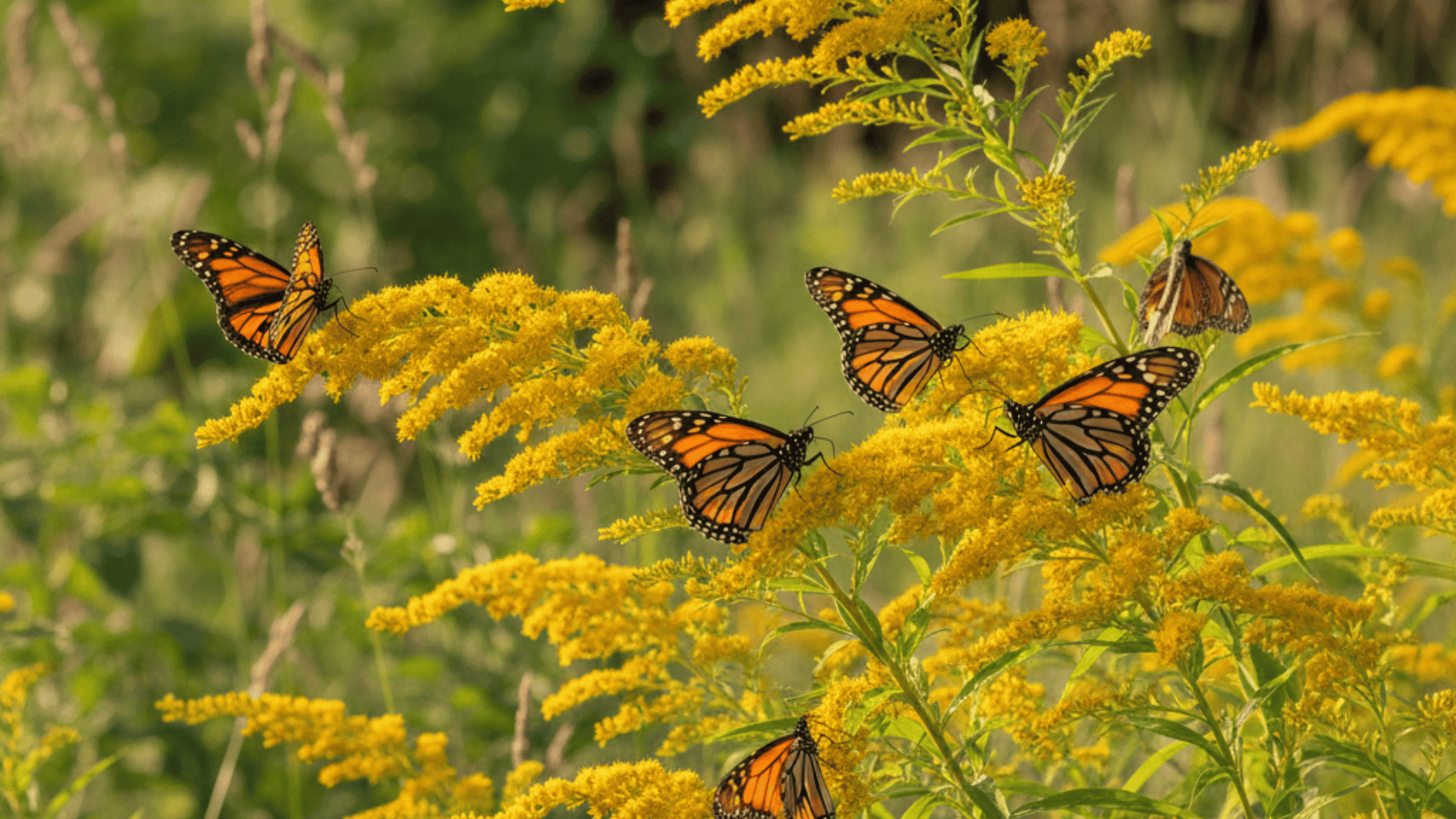 Goldenrod
