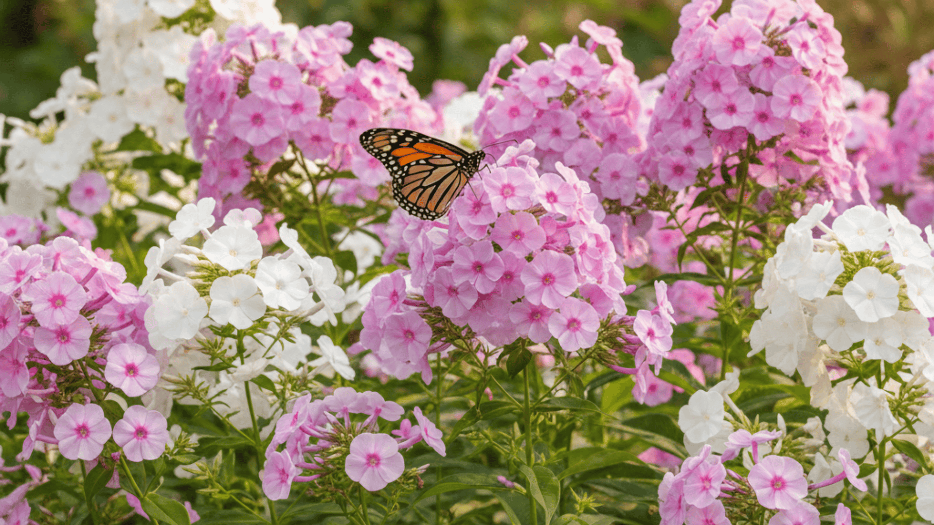 Phlox
