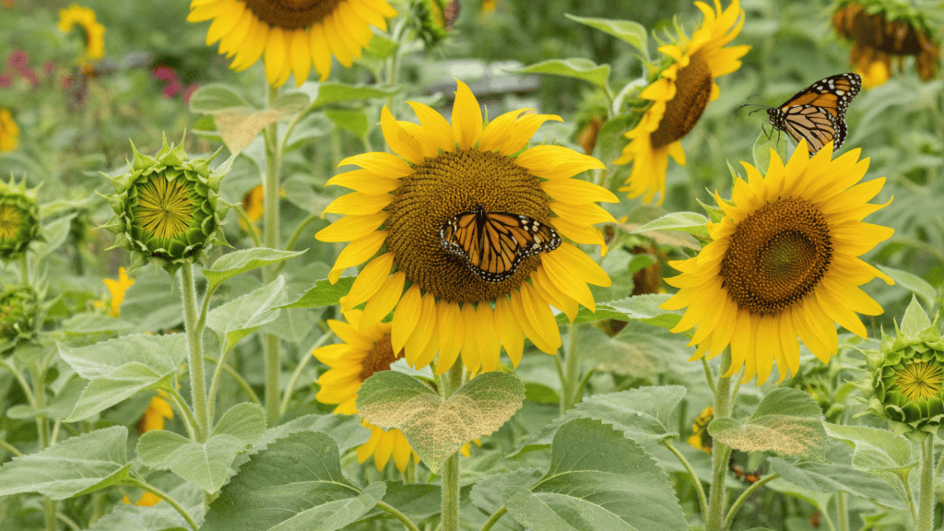 Sunflowers