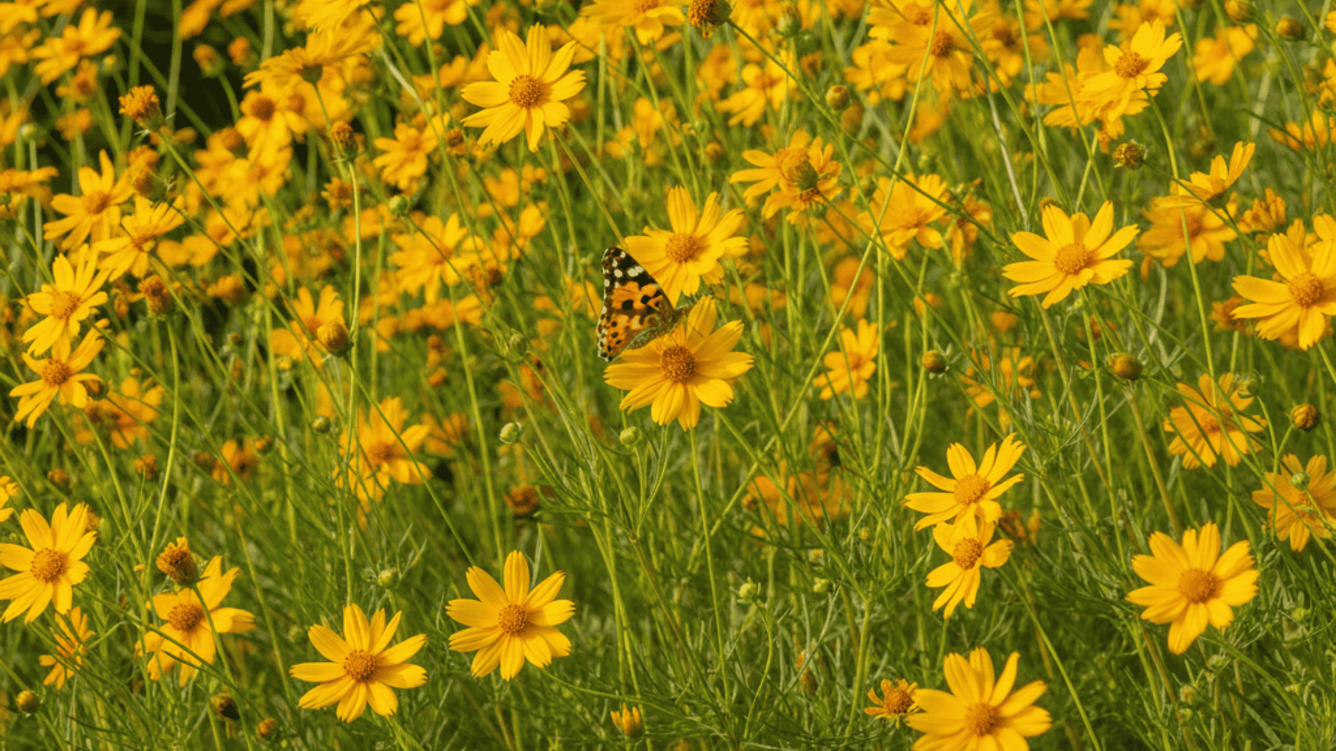 Tickseed