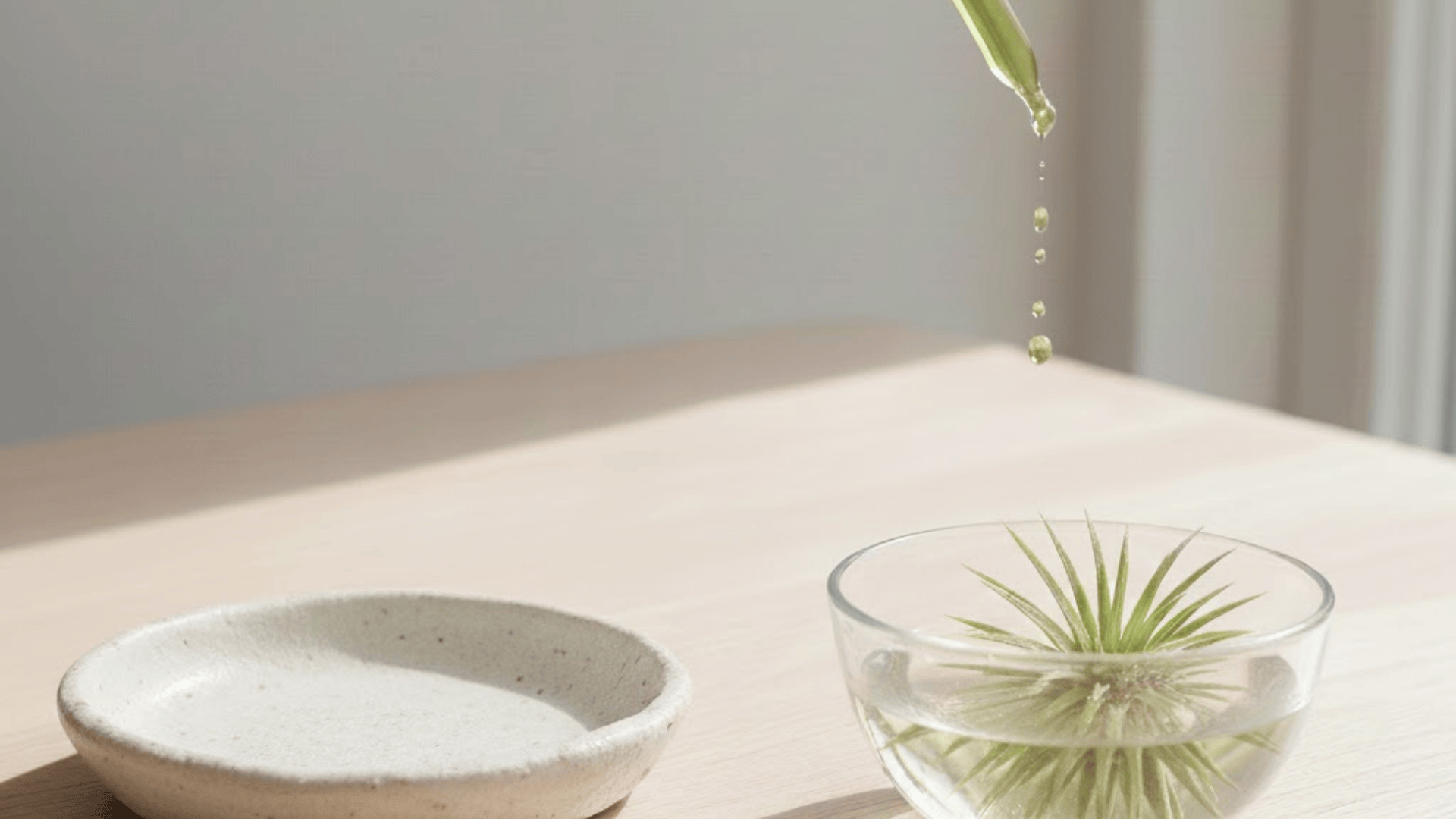 When and how to feed air plants