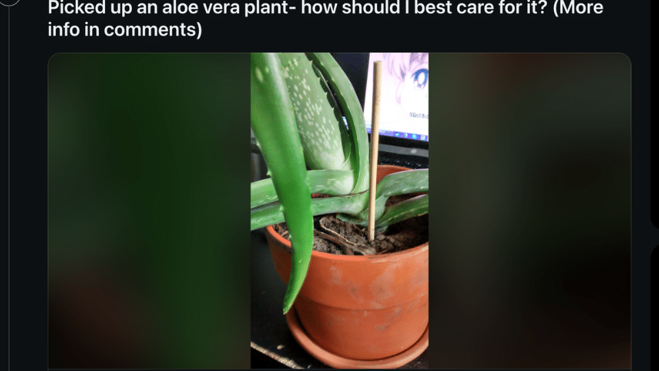 community advice on how to take care of an aloe plant