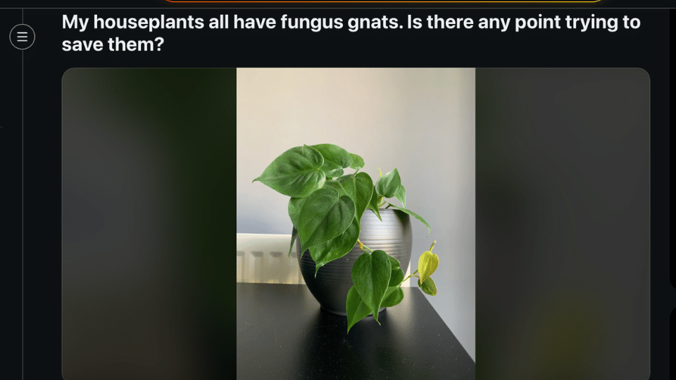 community tips and shared experiences on gnats
