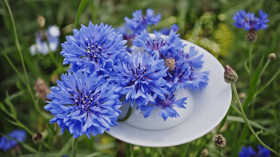 cornflower bachelors button