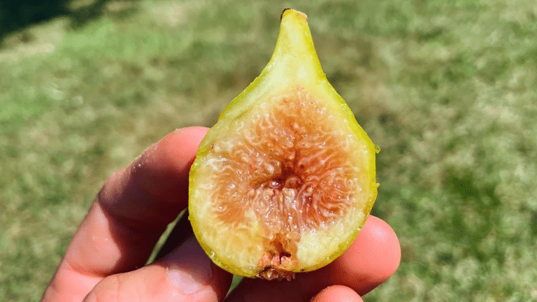 Types of Figs Explained: Colors, Taste, and Uses - Stellas wardrobe