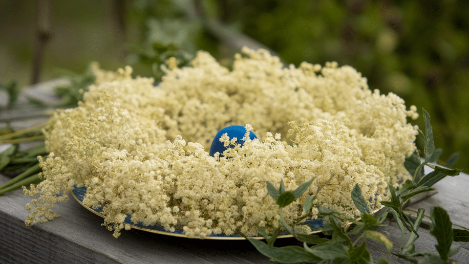 elderflower