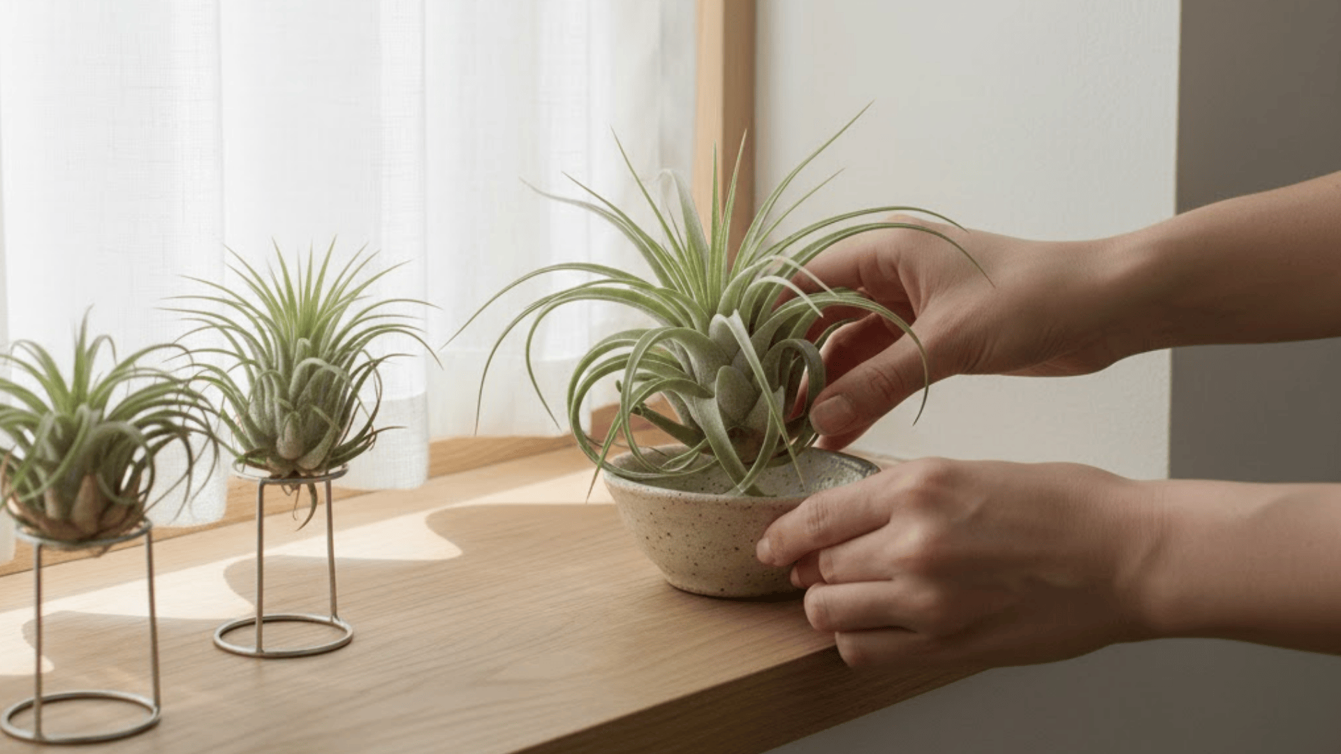 how to take care of air plants the right way