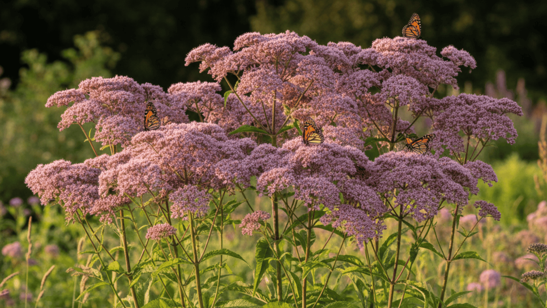 joe pye weed