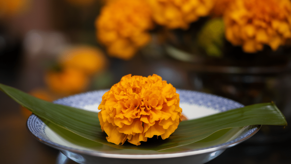marigold tagetes