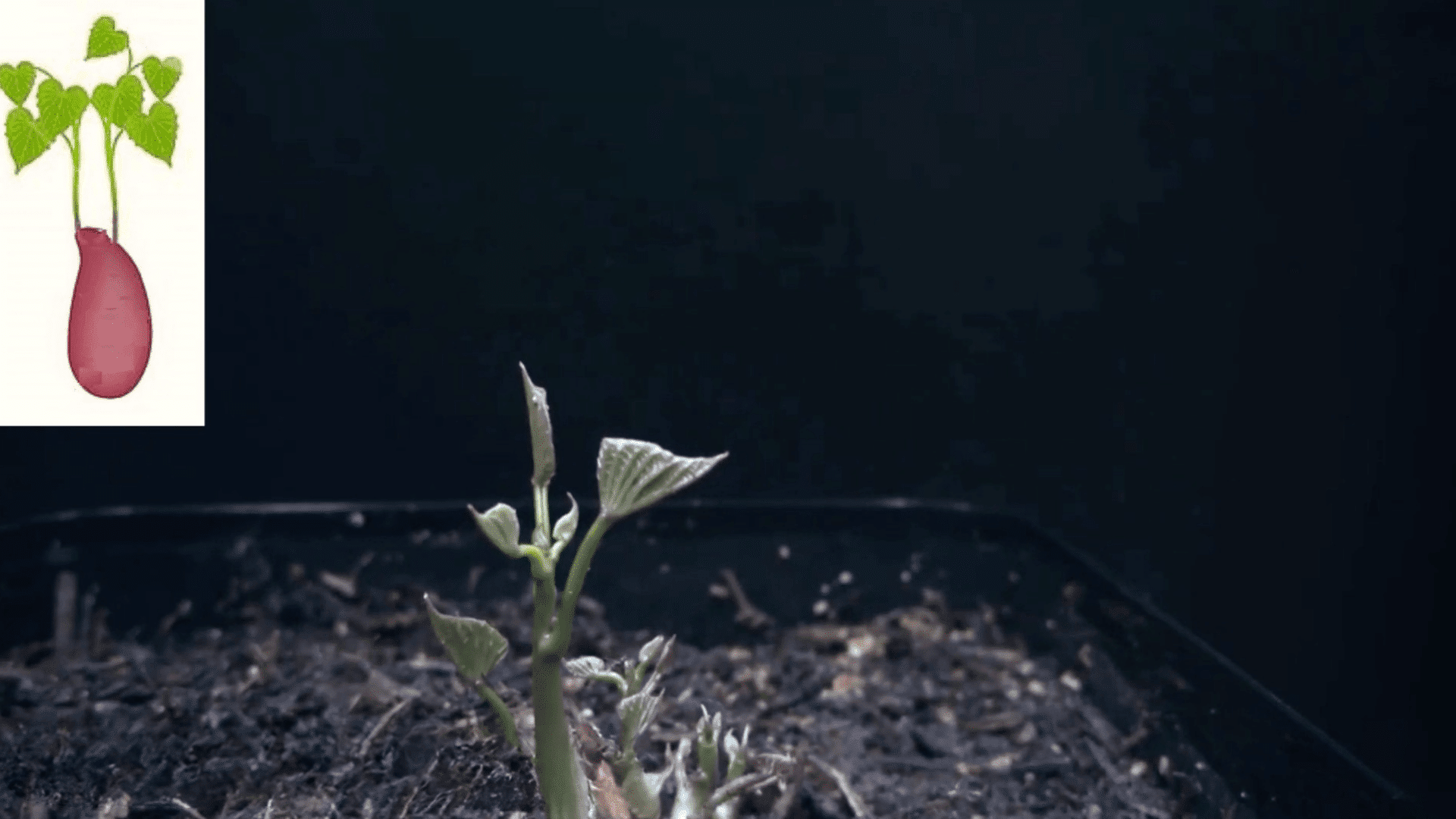 root establishment slips settle in