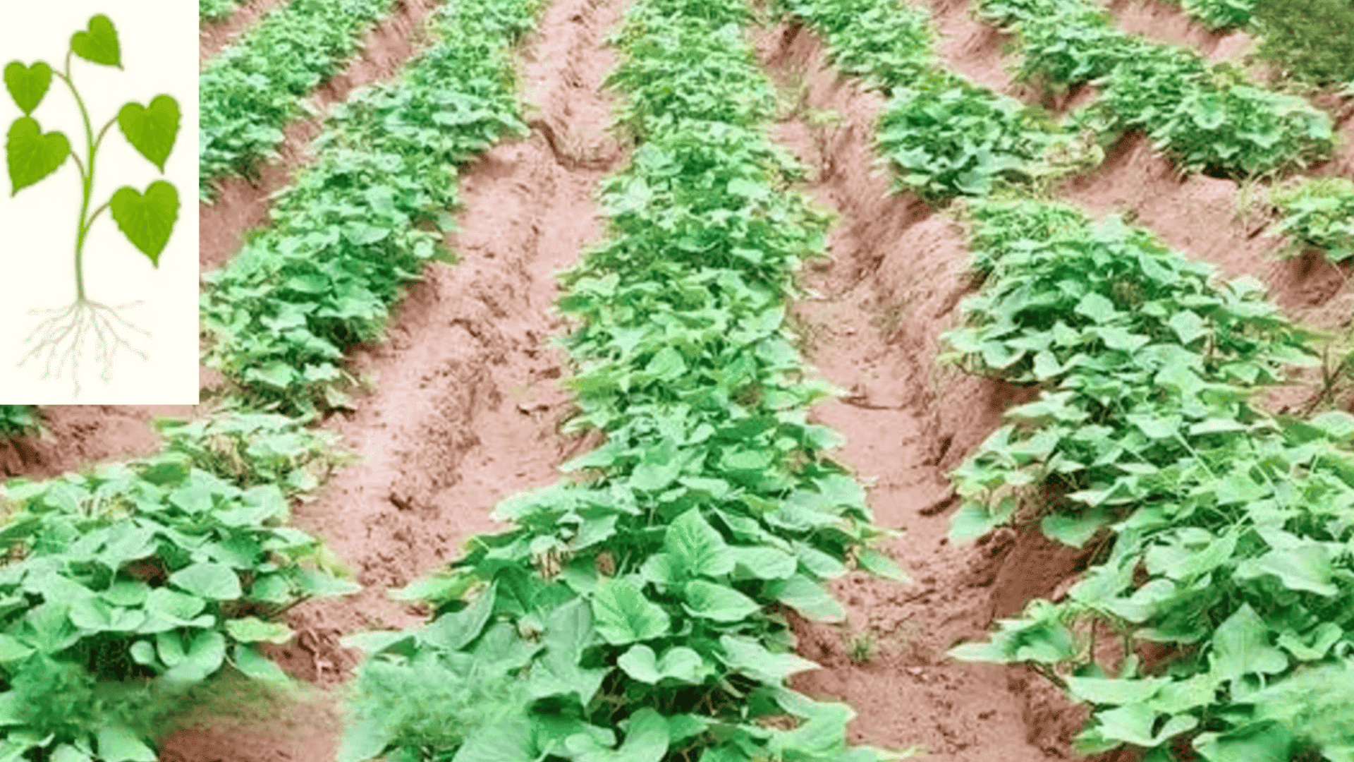 vegetative growth vines take over