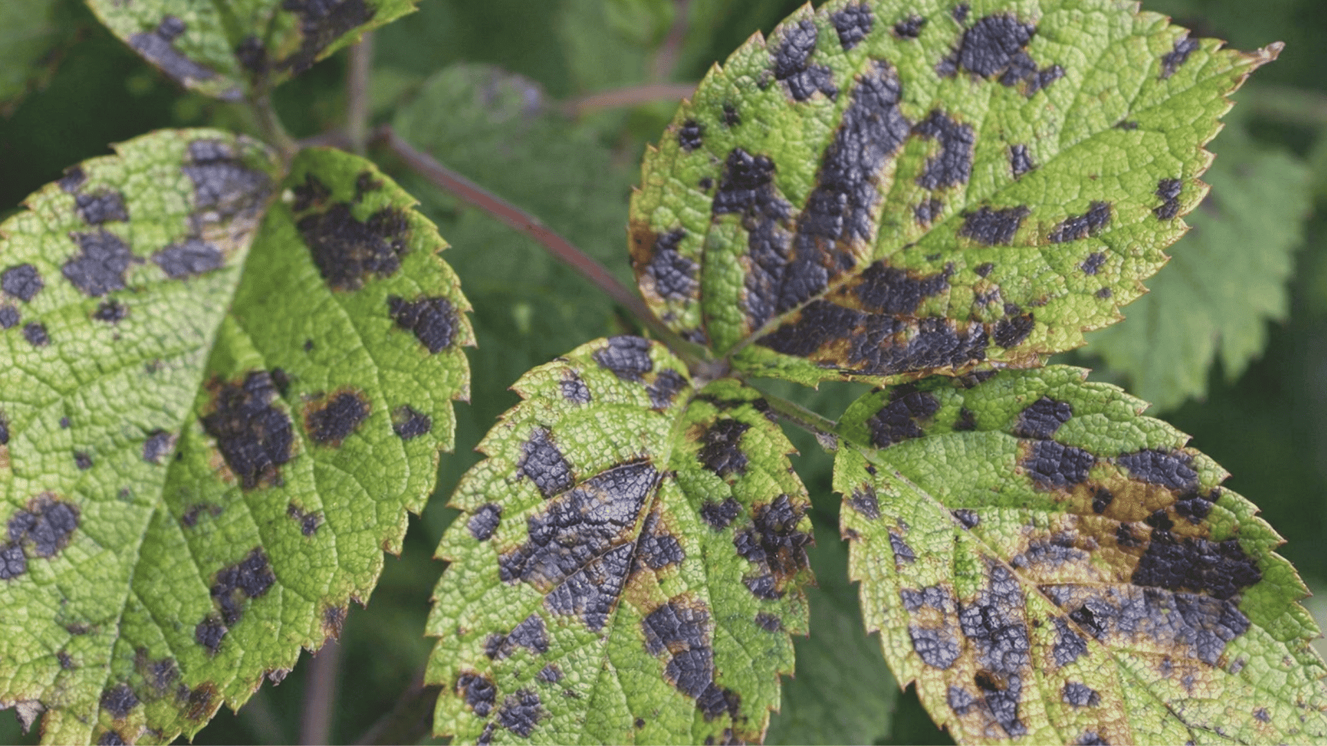 fungal diseases