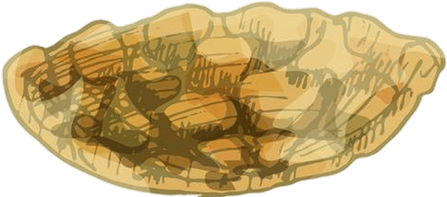 seeds-to-grows1