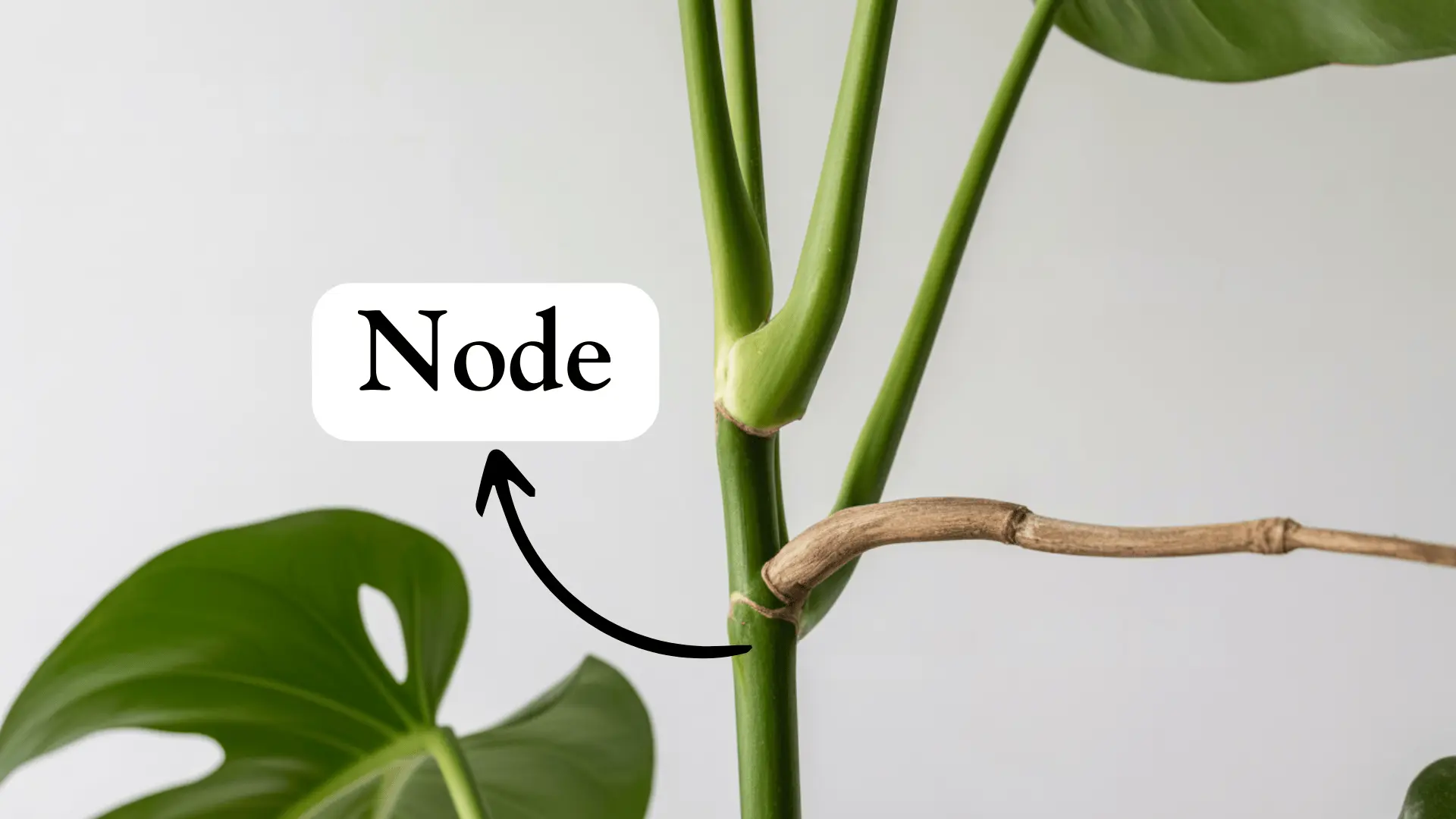a green plant stem features a thick, raised node with an arrow and a white label that reads node