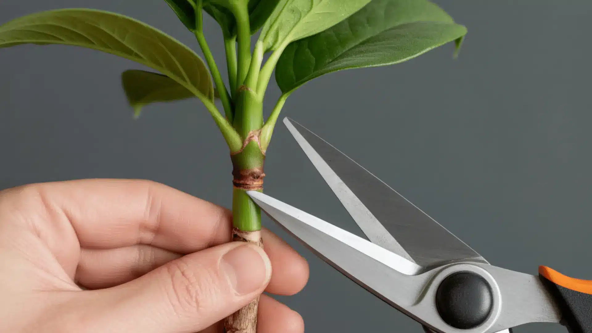a person uses metal garden shears to cut a green plant stem just below a visible node.
