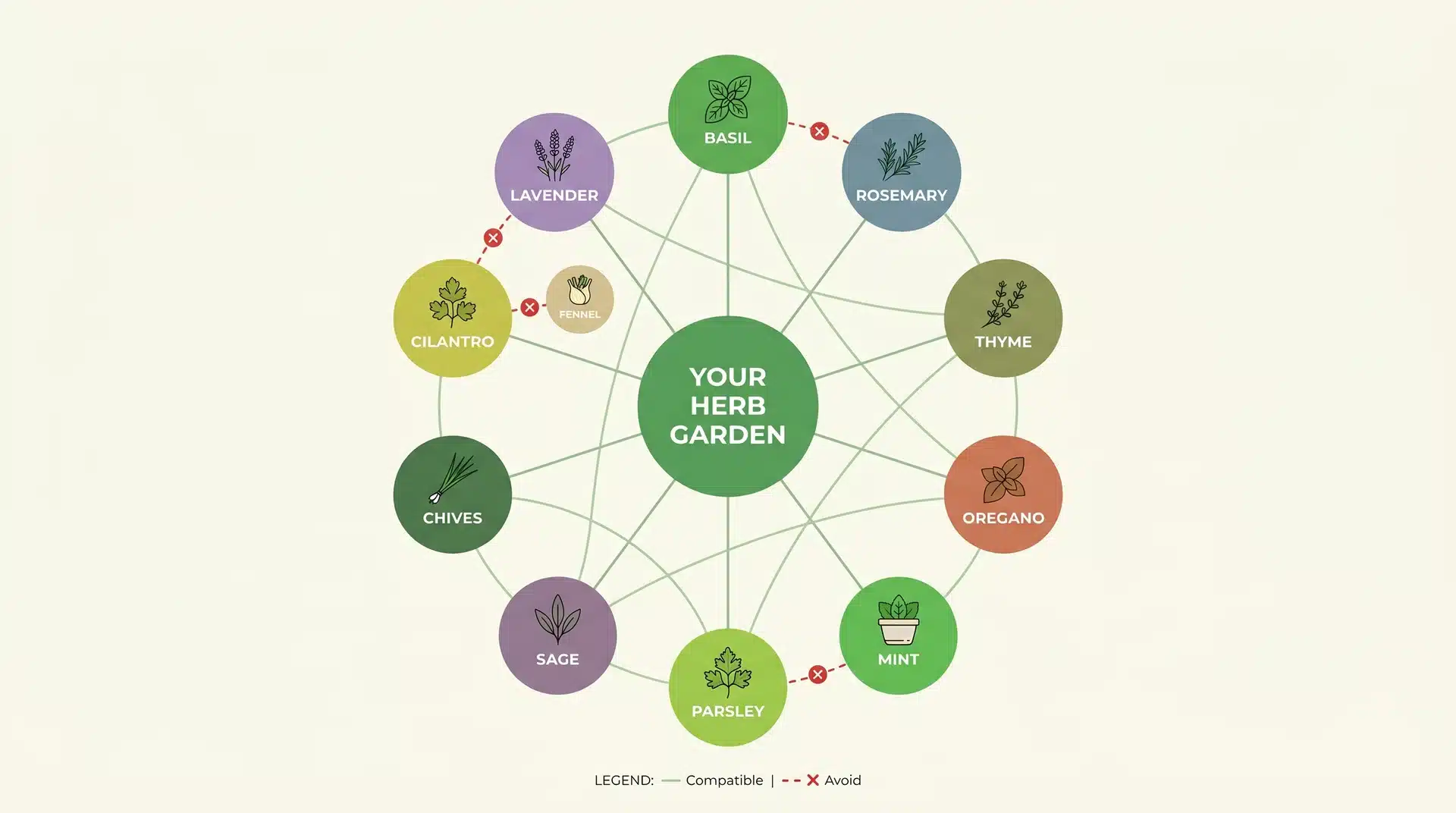 Circular companion planting infographic showing compatible and incompatible herb pairings including basil, rosemary, mint, lavender, and cilantro with color-coded connection lines