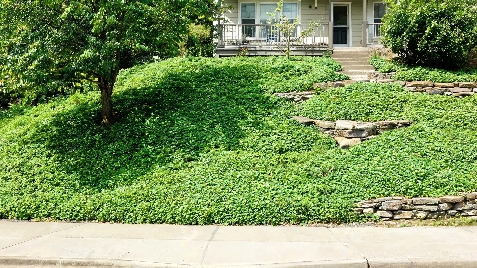 ground cover plants on slope front yard replacing grass for erosion control and low maintenance