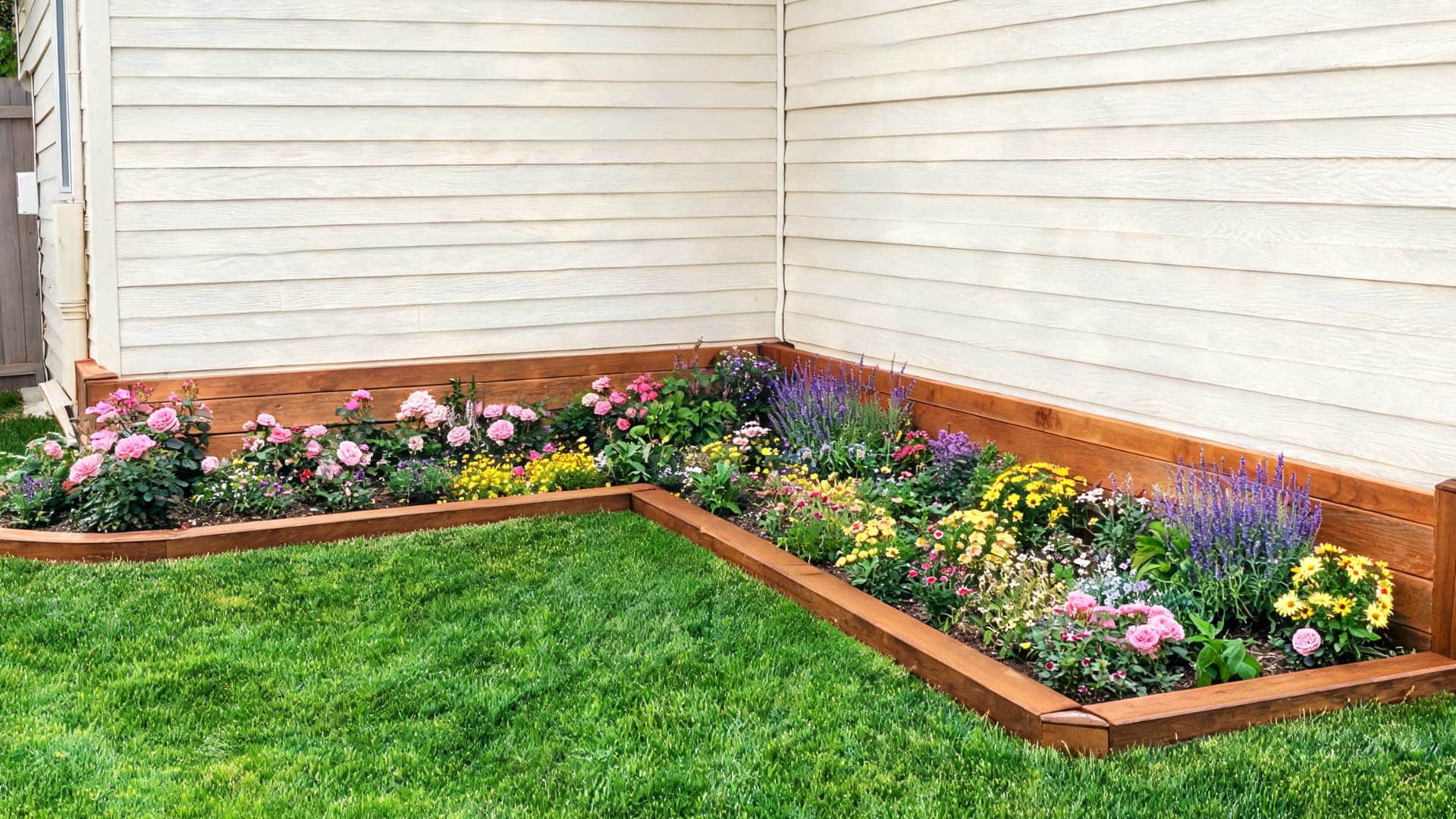 Flower bed with pink, yellow, and purple flowers beside a house wall and green lawn