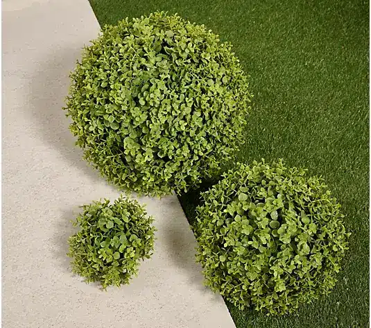 Three spherical garden topiary plants on grass and paving slabs in outdoor setting