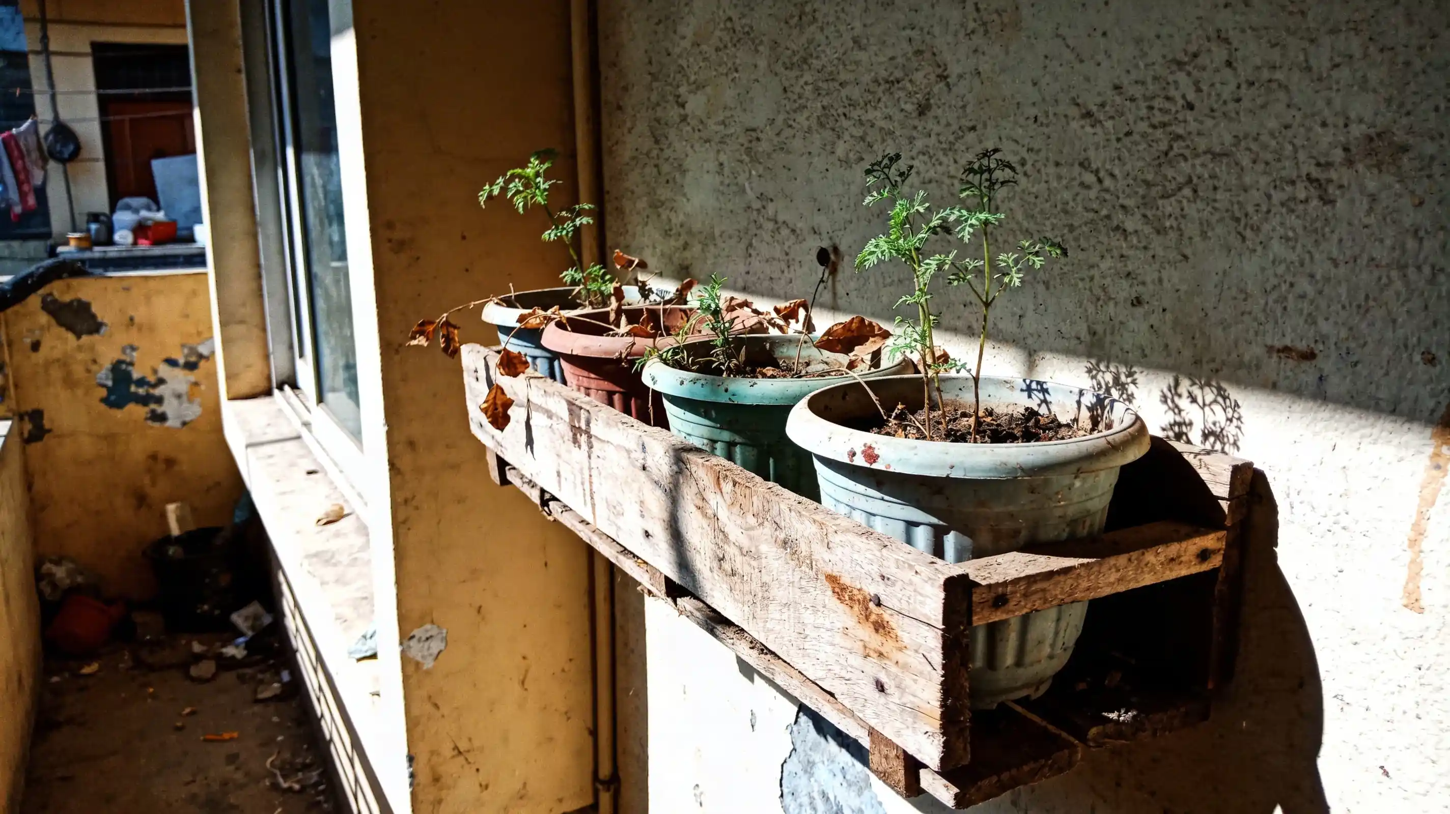 small apartment balcony with wooden pallet herb setup, uneven plants and natural light in a real home setting