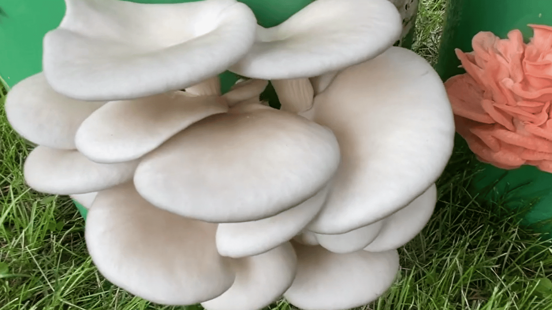 arge white and pink oyster mushroom clusters growing through holes in green buckets outdoors