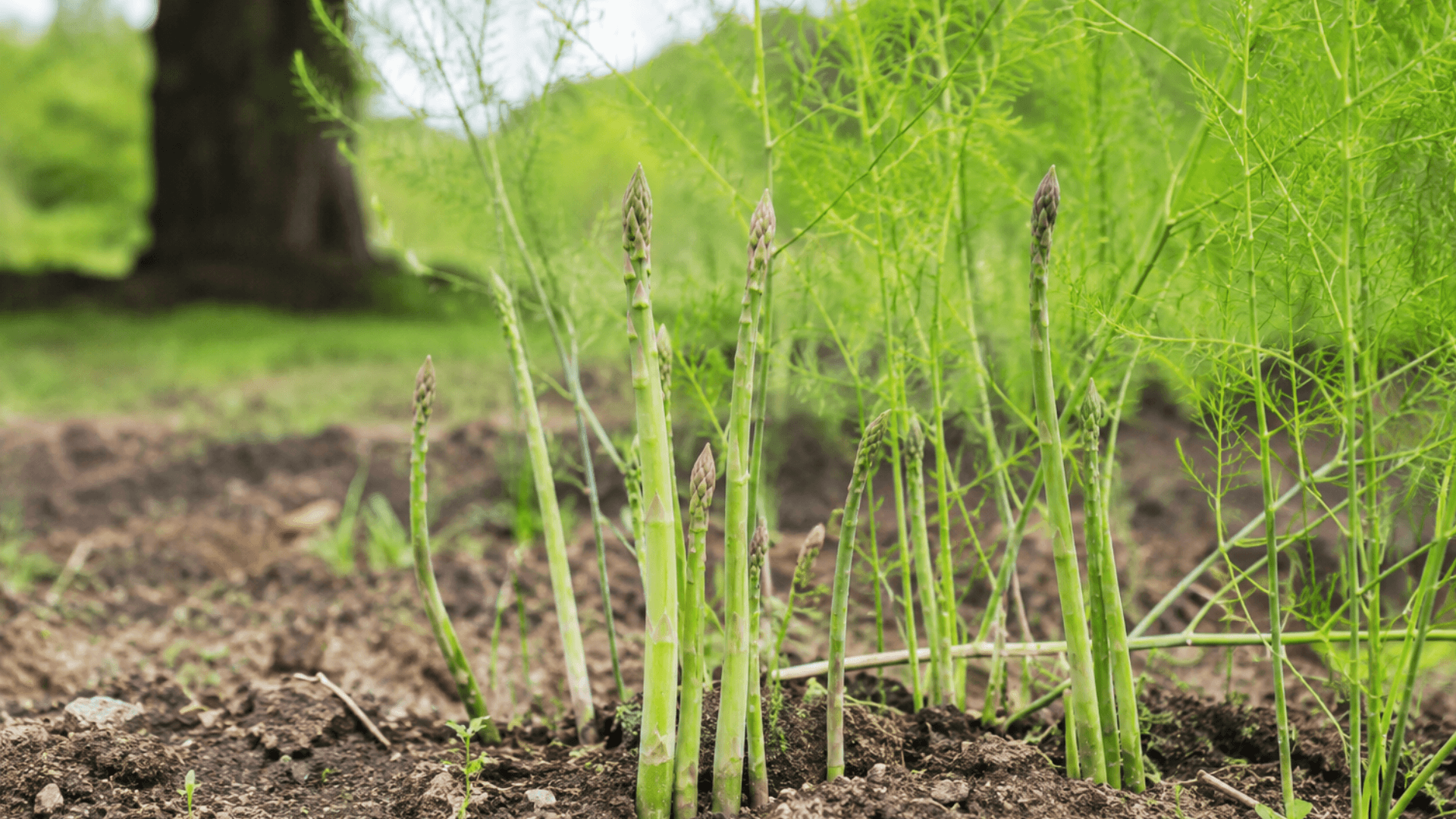 asparagus growing from crowns planted in garden soil