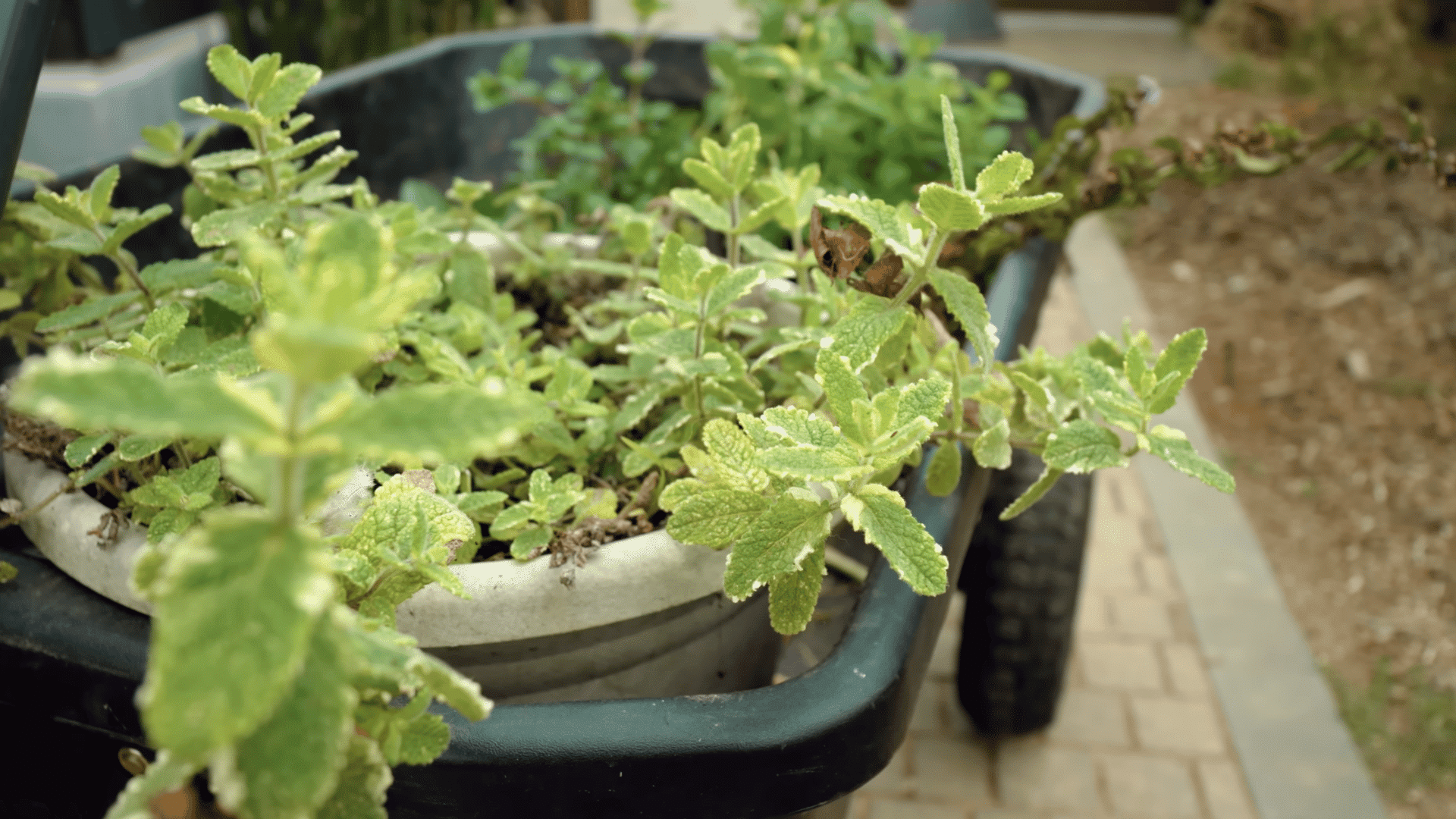 choosing a mint variety for indoor growing including spearmint peppermint and flavored mint plants