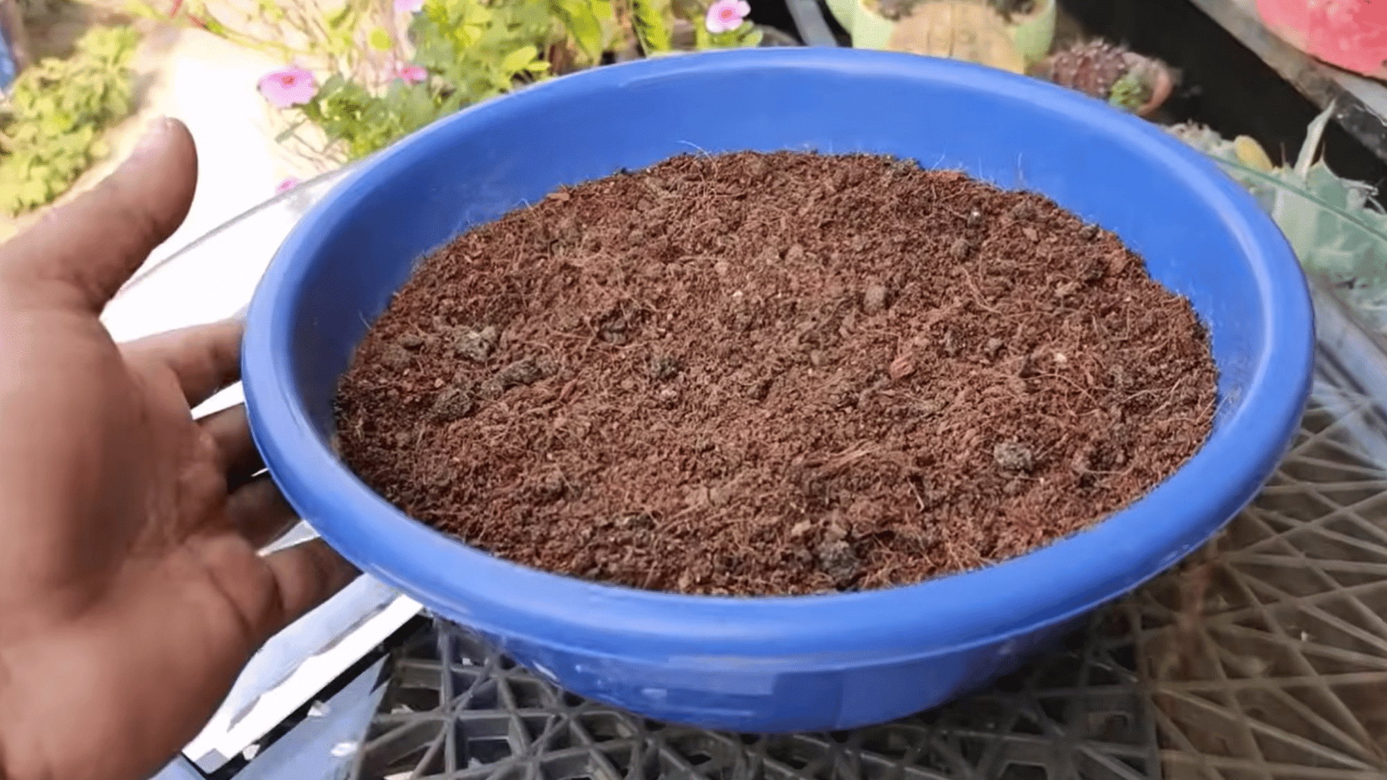 choosing a suitable container for growing broccoli with enough depth and space for healthy root growth and development